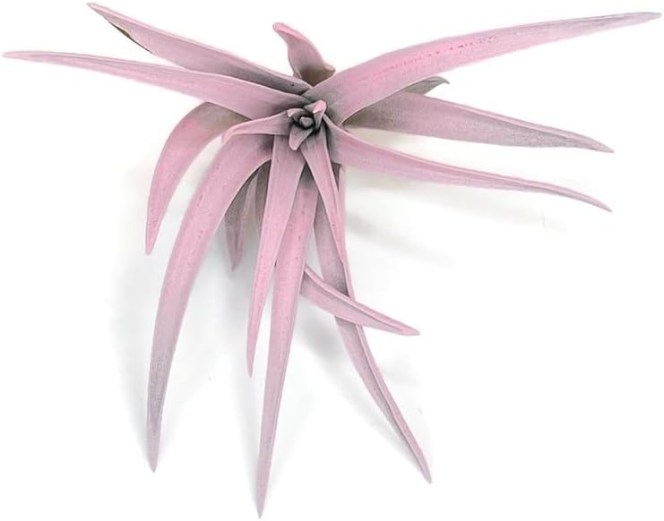 Colored Capitata Air Plant, Tillandsia, Airplant, Air Purification, House Plant, Home Decor & Gift, Live Plant (Light Pink)