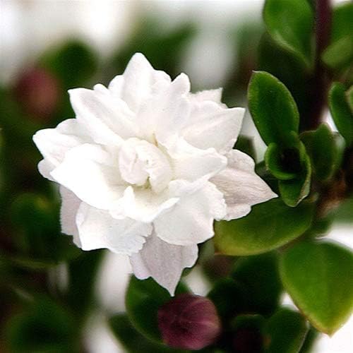 Serissa Snow Rose