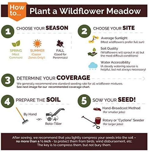 Dirt Goddess Super Seeds ~ Annual Gaillardia Seeds, Indian Blanket Flower -Gaillardia pulchella (1/4 Lb) 56,250 Seeds Non GMO Bulk