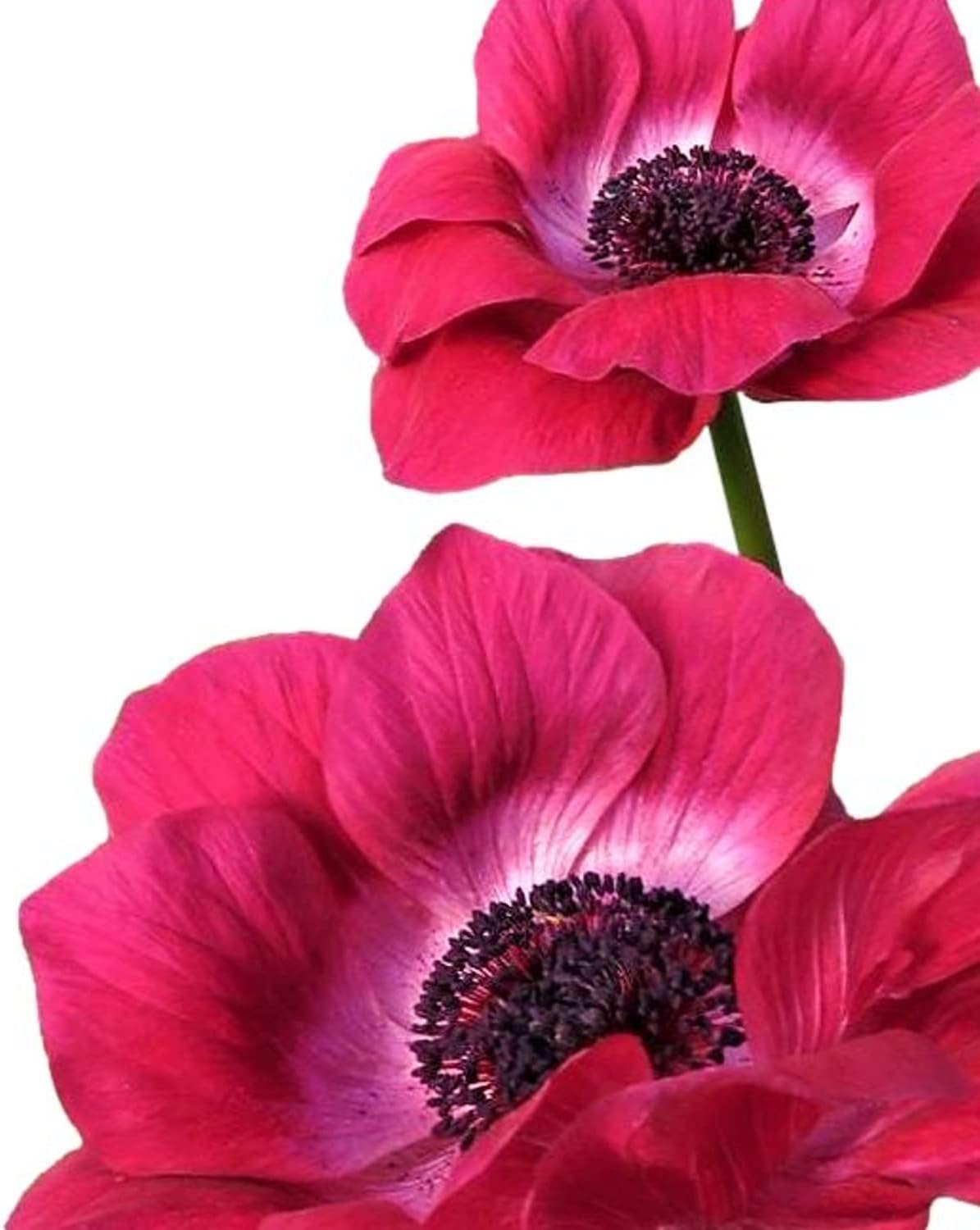Easy to Grow Anemone Italian Mistral Magenta - 10 Plant Bulbs, Magenta Pink Flowers in Spring Full Sun