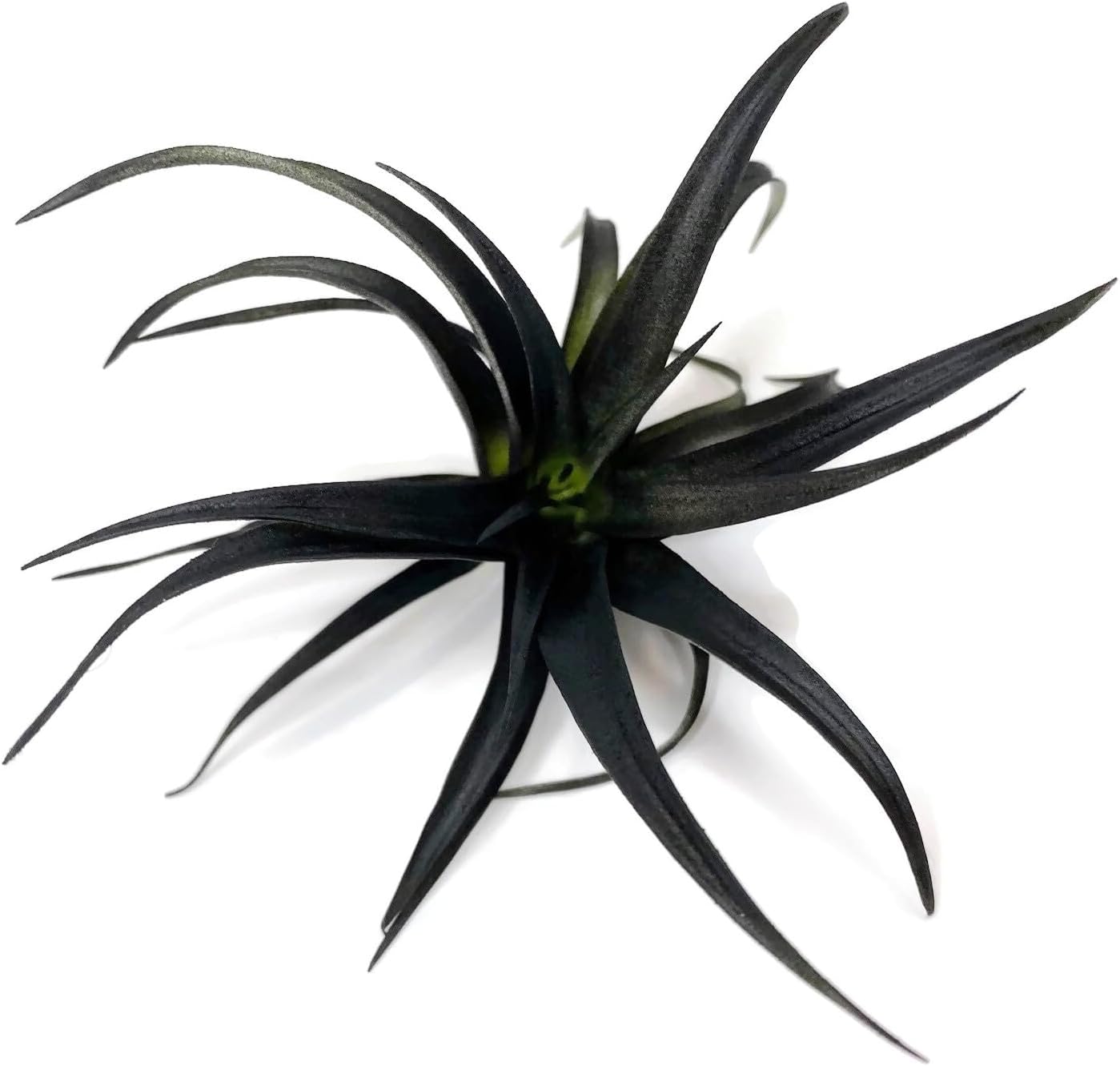 Colored Capitata Air Plant, Tillandsia, Airplant, Air Purification, House Plant, Home Decor & Gift, Live Plant (Flat Black)