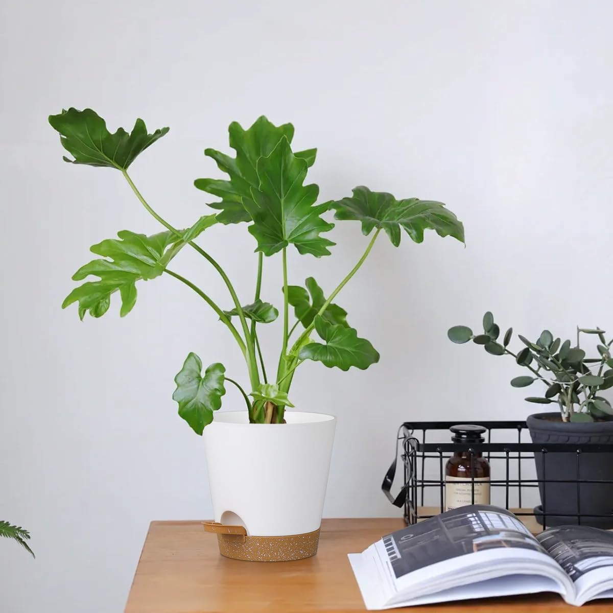 5 Pack 5 inch Self-Watering Pots, African Violets Planter with Drainage Holes and Reservoir, White Brown Plastic Planter for Indoor Outdoor Plants Flowers and Houseplants White Brown, 5 inch 5 pcs