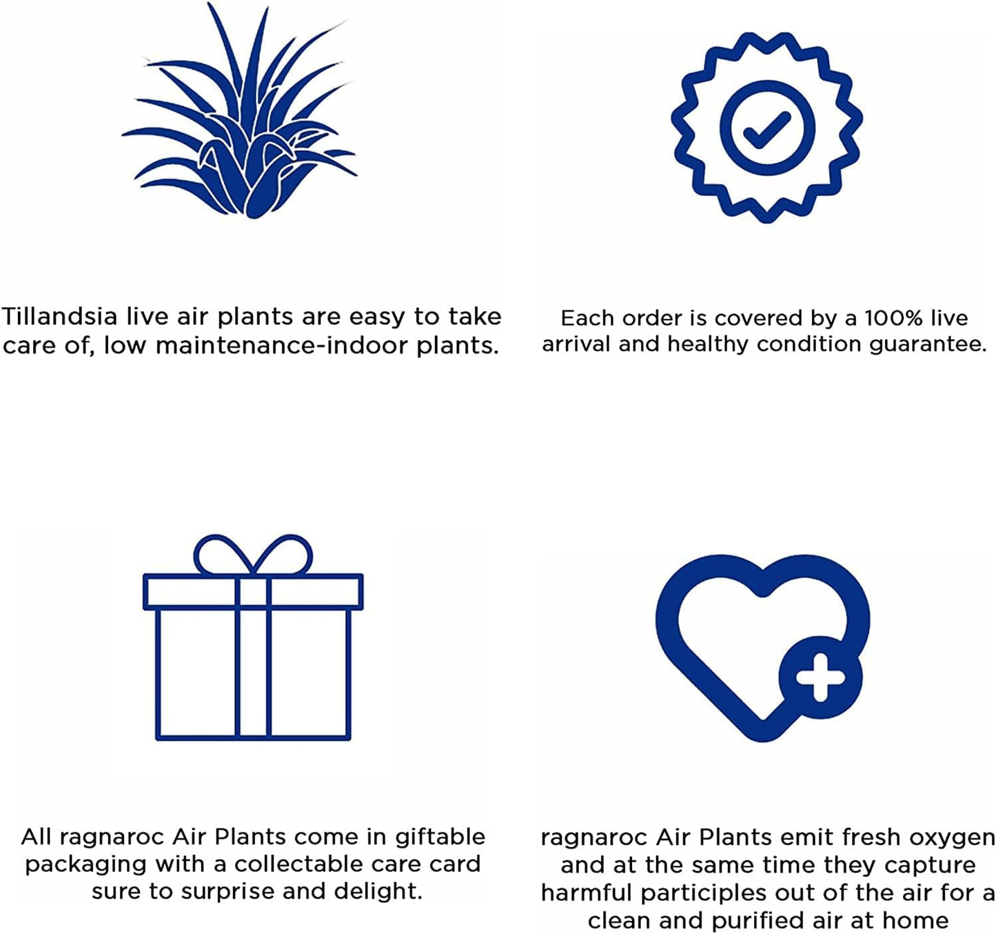 Air Plants - Tillandsia Cacticola, Jumbo 6-9" - 2ct - Live Arrival Guaranteed - House Plants for Home Decor & Gift