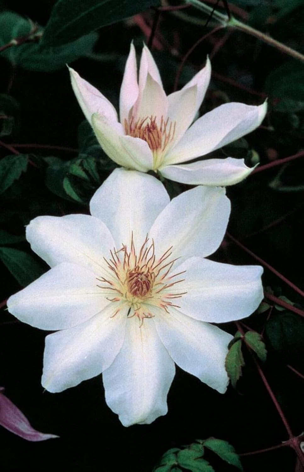 Perennial Farm Clematis 'Henryii' Hybrid – Live Flowering Vine in 4 Quart Container, Large Pure White Blooms with Creamy Centers, Long Blooming, Ideal for Trellises, Arbors & Classic Garden Displays