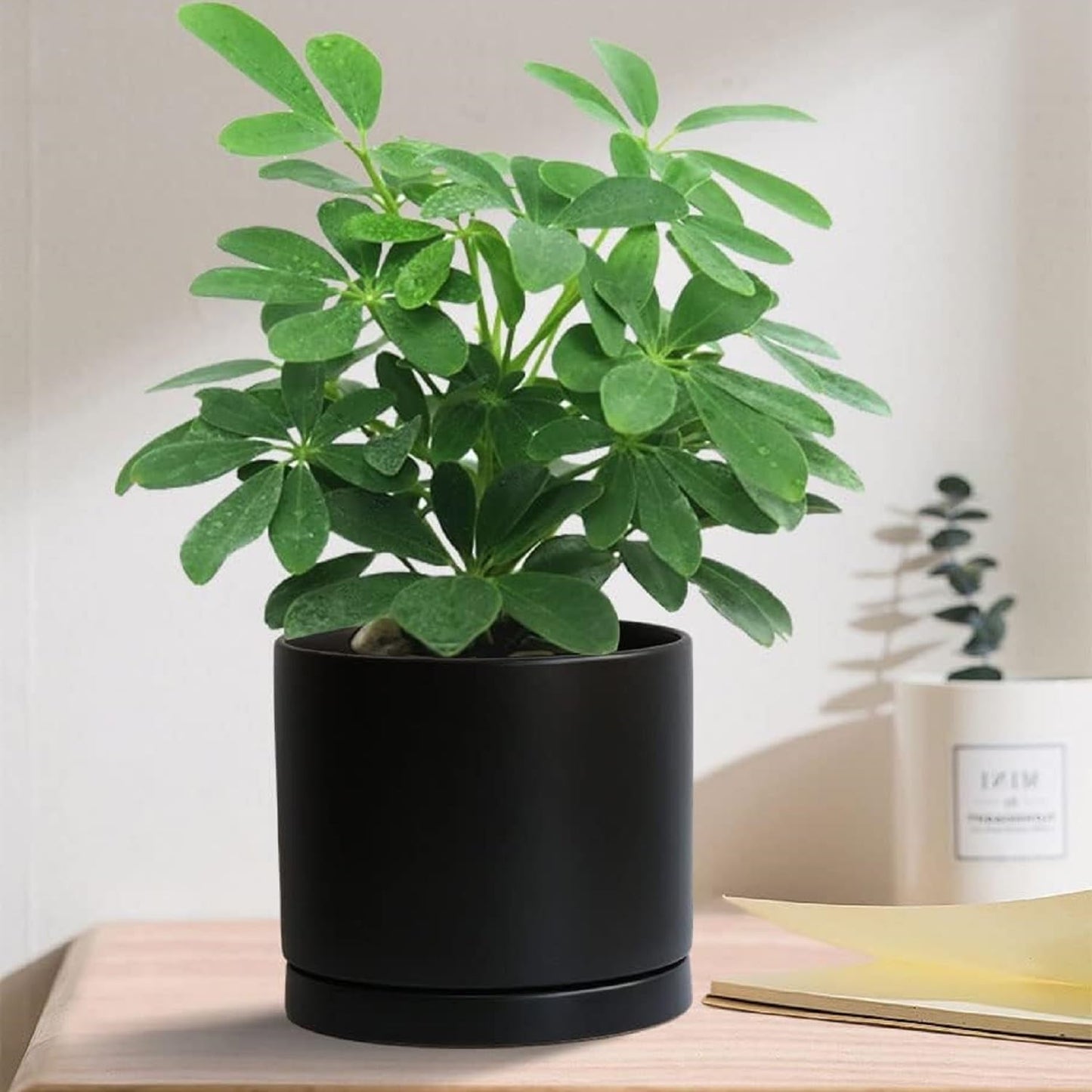 Ceramic Plant Saucer Pot Tray 2 pack-12 Inch, Planter Saucers 4 5 6 7 8 9 10 11 12 Inch for Indoors Outdoor, Durable Sturdy Flower Drainage Tray for Glazed Pots Base (12.5 Inch-2-Black)