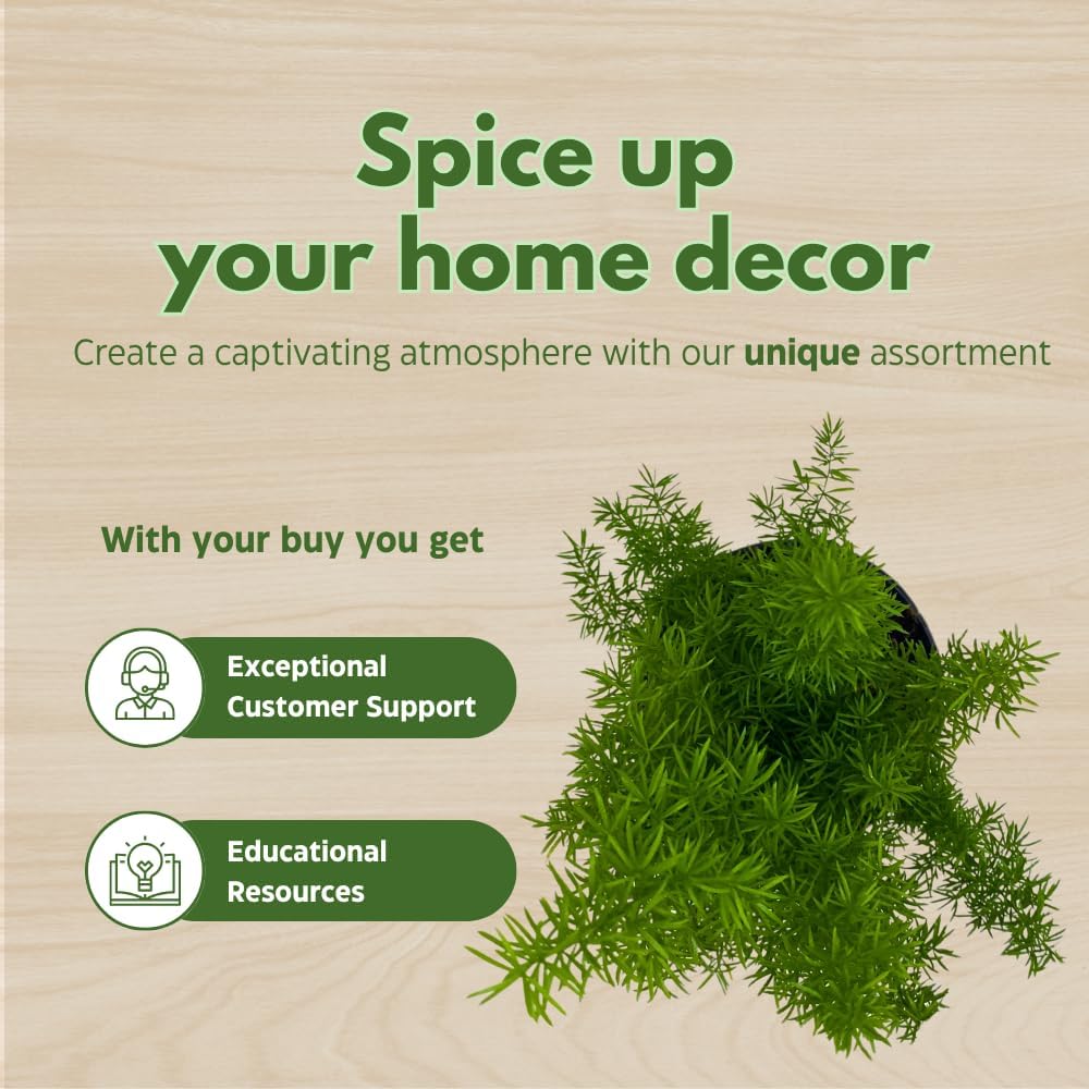 BubbleBlooms Fern Assortment Set, 6 Different Ferns in 4 inch pots, Grower's Choice May Include Staghorn, Asparagus, Club Moss, Heart-Fern, Rabbit's Foot