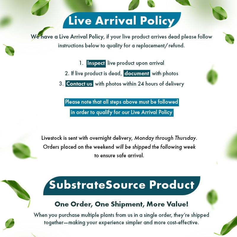 Live Plants – Aponogeton Ulvaceus (Aponogeton ulvaceus) – Medium to High Light, Bright Green Color Accent, Midground to Background Placement, Wavy Leaf – Bulb/Bunch, 1 Pack