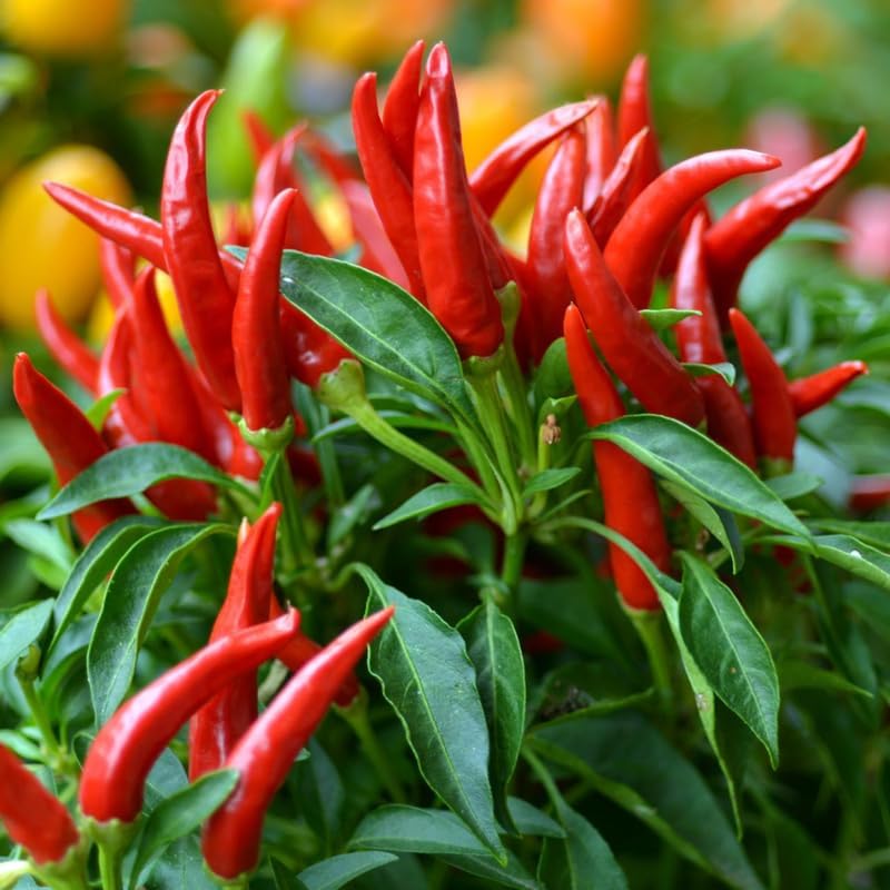 Set 4 Super Hot Peppers Live Plants, 90 Days Old Hot Pepper Chili Plant for Spring Planting, Assorted Color (Super Hot)