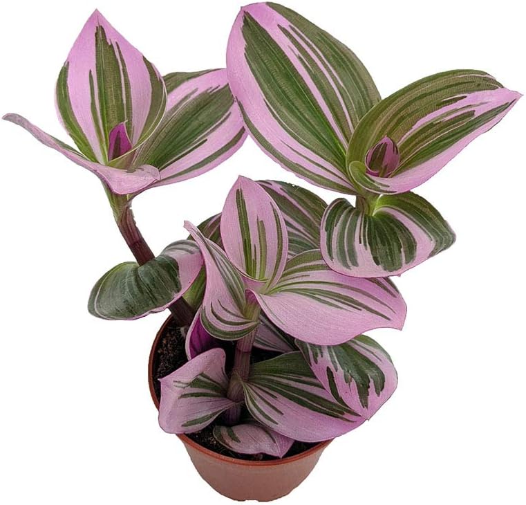 Rare Nanouk Pink Tradescantia - 2.5" Pot - Collector's Series