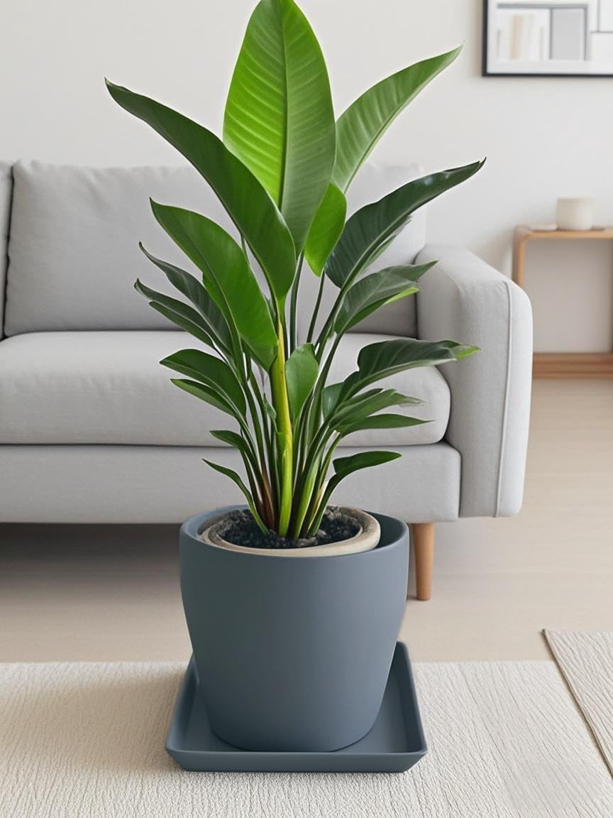 Square Plant Saucer 10 Inch 1 Pack,Plant Trays for Pots, Gray Ceramic Plant Saucers for Indoors Outdoors, Plant Drip Tray 4 6 8 10 12 14 Inch