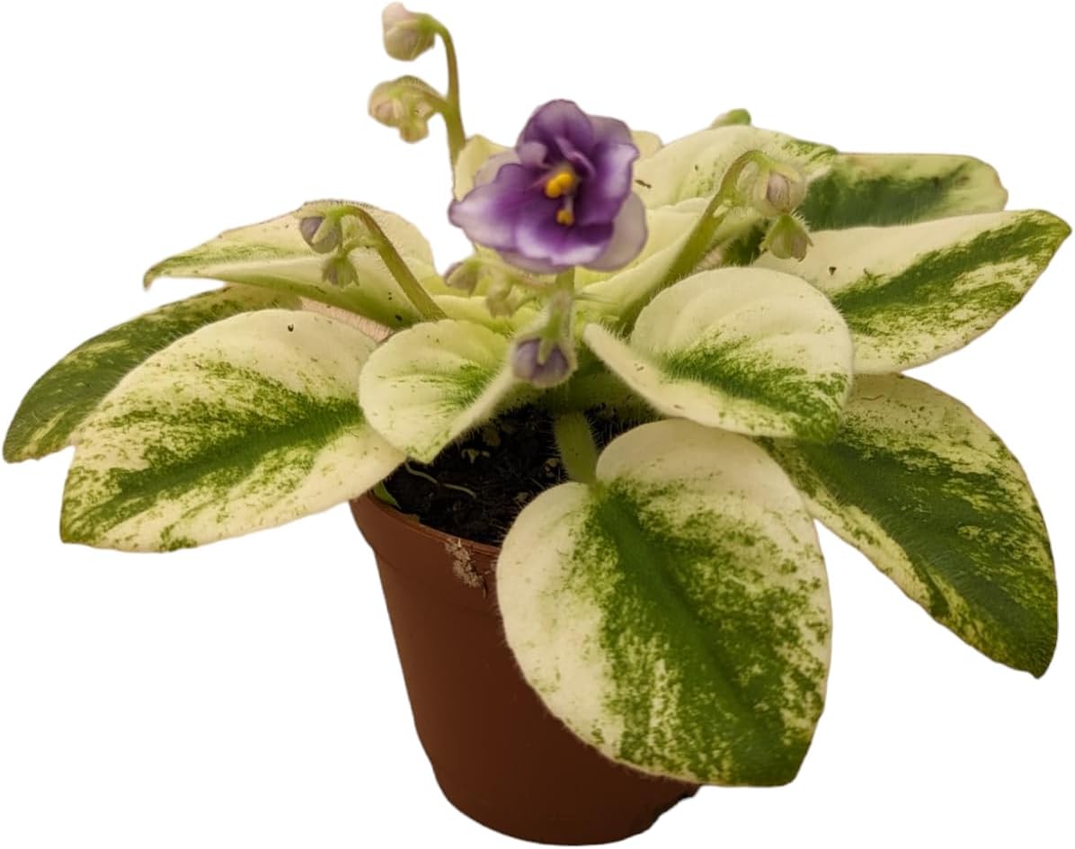 Miniature African Violets Live Plants, 5 Pack, 2 inch Pots, for Terrariums, Home & Office Decor, Gifts