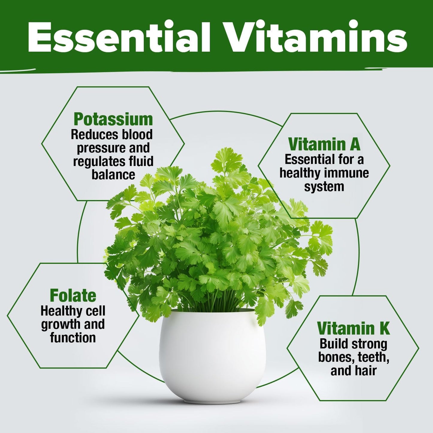 HOME GROWN π¨π¦π π£π₯ππ ππ¨π 1000+ Cilantro Seeds for Planting Indoors or Outdoors - Non-GMO Heirloom Herbs, Coriander Plant Seeds - Complete Your Herb Seeds Collection for Your Indoor Herb Garden