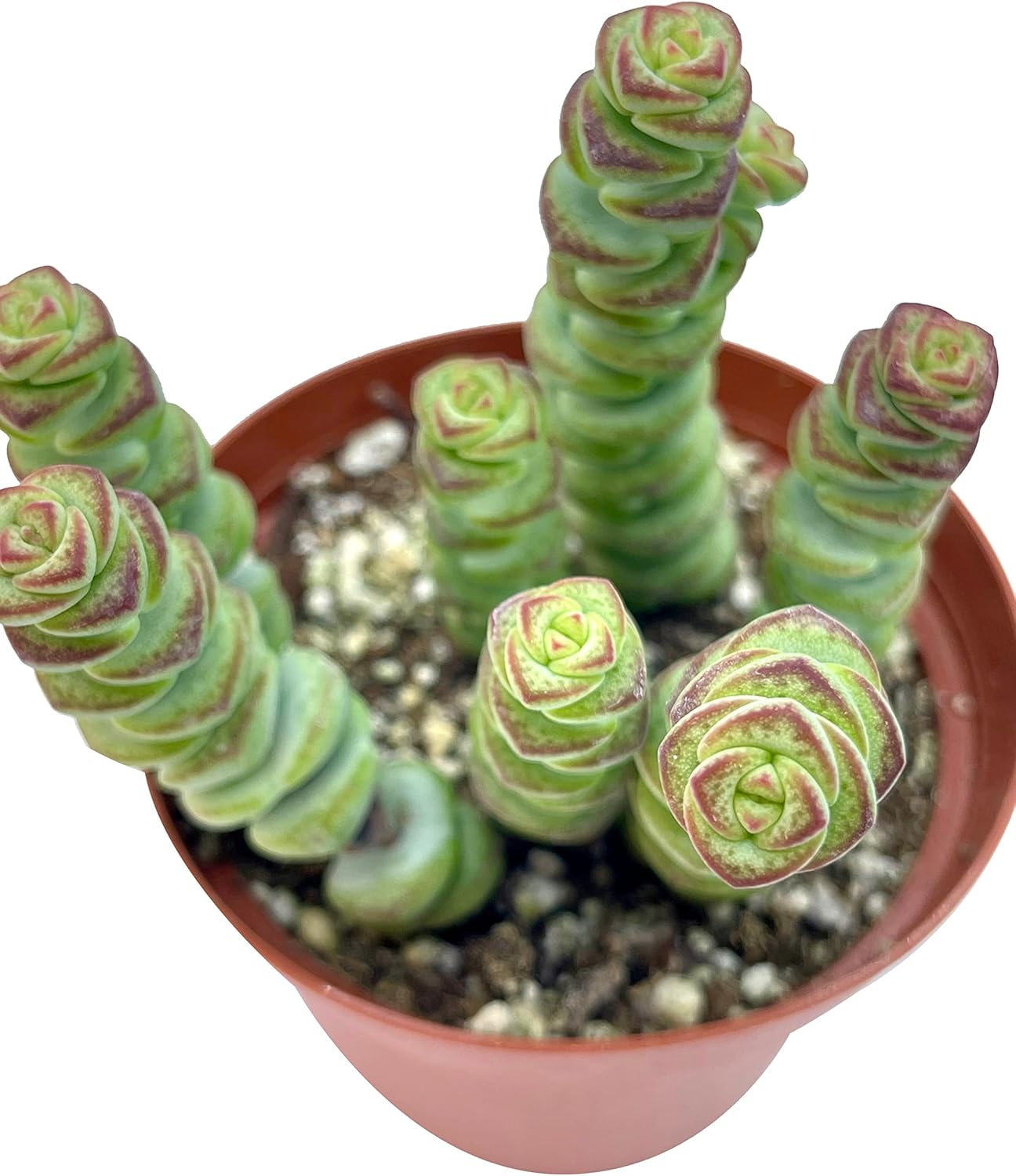 Live Succulent 4" Crassula Baby Necklace, Succulents Plants Live, Succulent Plants Fully Rooted, Hanging House Plant for Home Office Decoration, DIY Projects, Party Favor Gift by The Succulent Cult