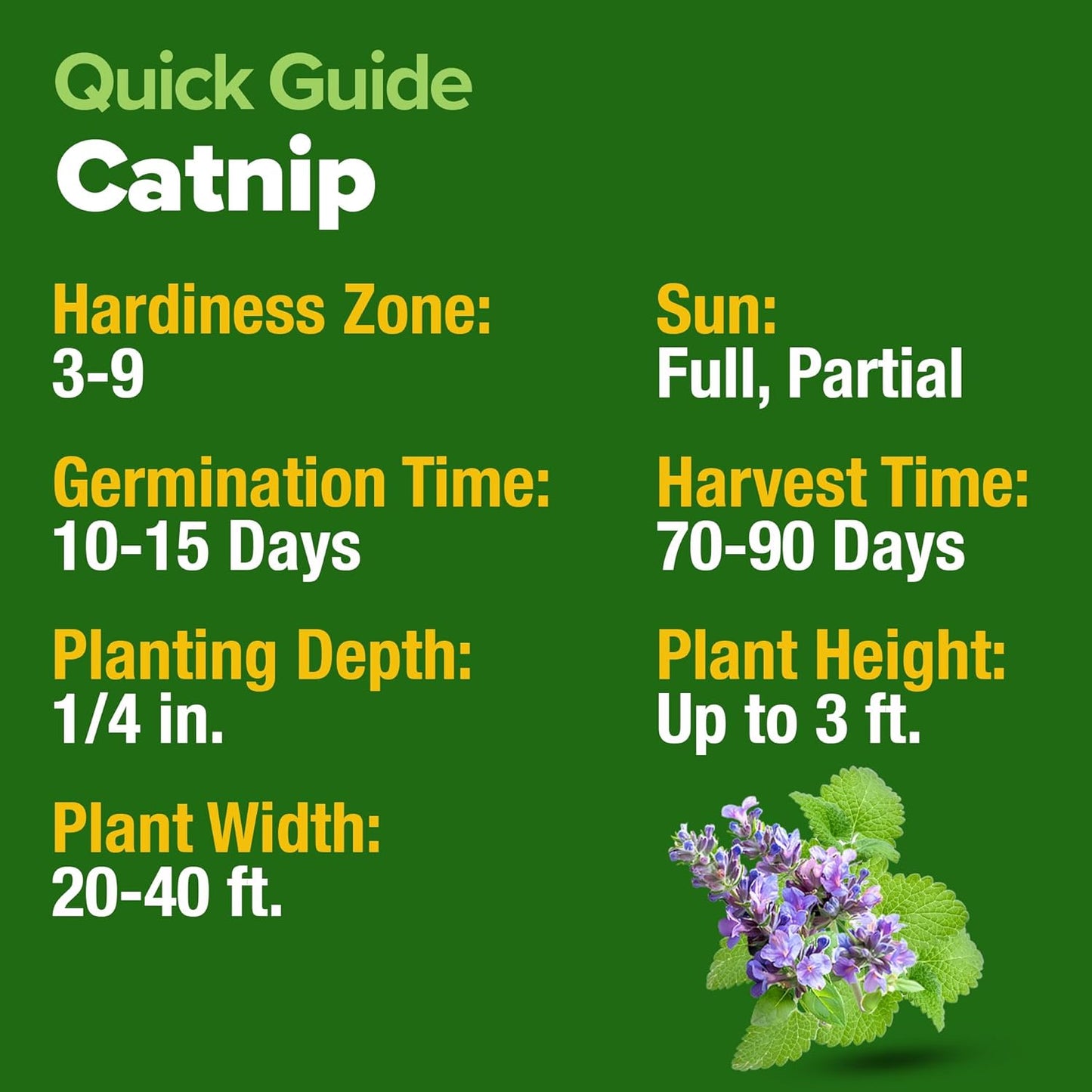 HOME GROWN π¨π¦π π£π₯ππ ππ¨π Catnip Seeds (Bulk Pack) π‘π’π‘-ππ π’ Heirloom Herb 2,116 Seeds - Indoor or Outdoor Seed - High-Germination Cat Nip - Cat Safe Plants (Nepeta cataria)