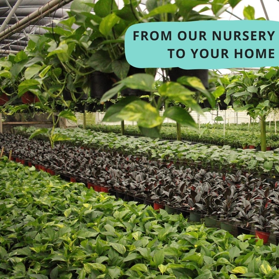 Calathea Assorted 4" pots: Grower's Pick, Indoor Plants, Easy Care Houseplant, Starter Plant,Live Indoor, Easy to Grow - Beginner Plant by Coollectiveplants (10 Pack)