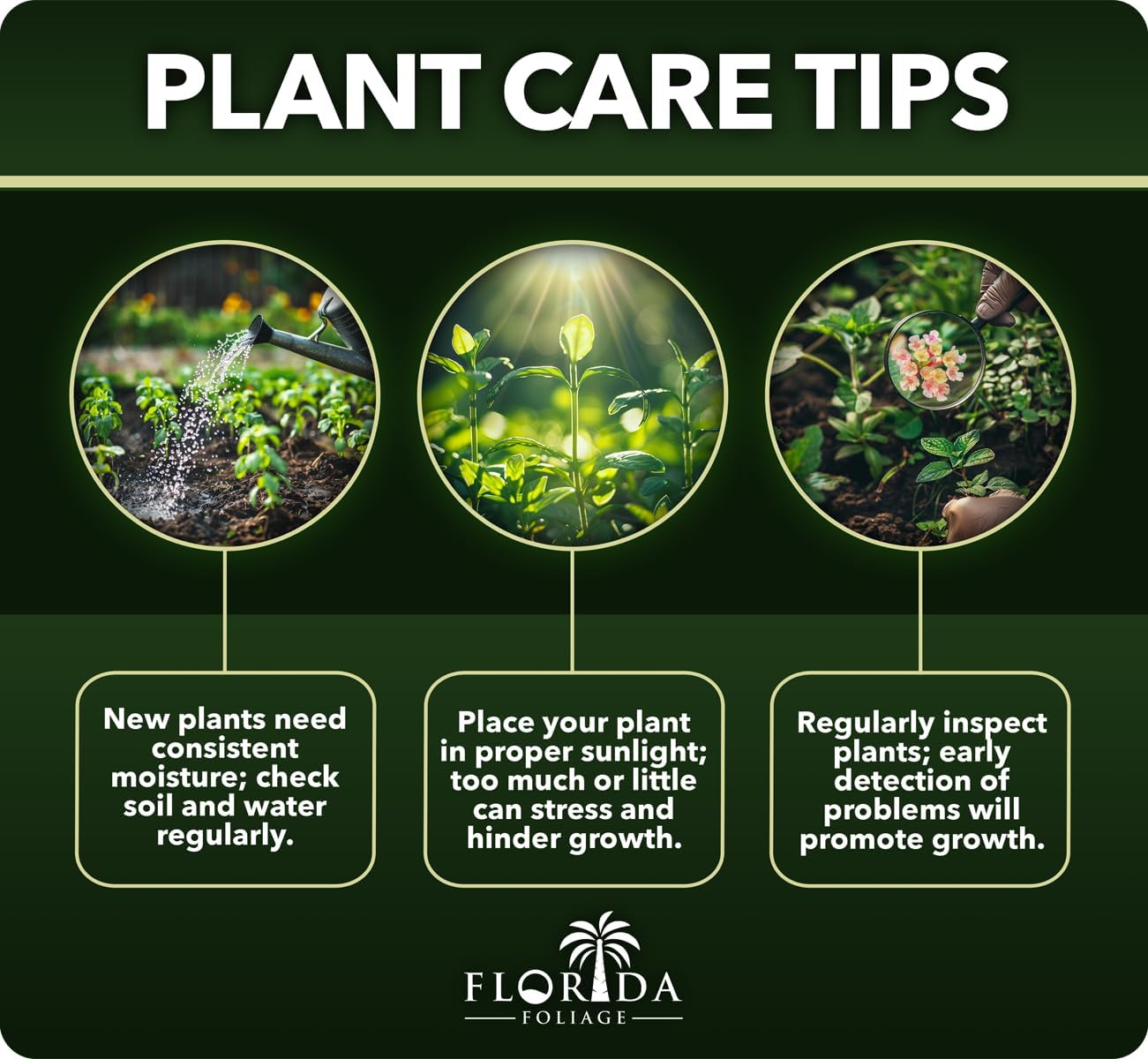 Loropetalum Carolina Midnight | 20 Live Plants | Loropetalum Chinense | Purple Foliage Shrub | Ornamental Landscape Bush | Fast Growing Plants