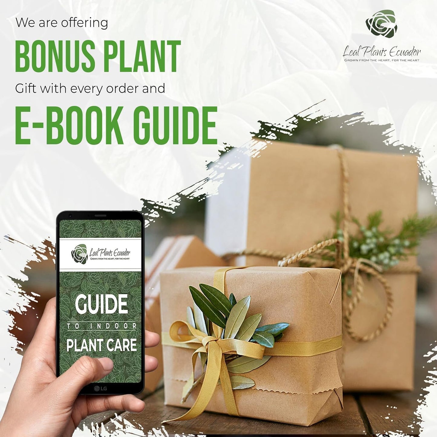 LEAL PLANTS ECUADOR Anthurium Warocqueanum (Pack of 2)| Green Live Plant for Indoors |Rare and Exotic Indoor Plants for Living Room | Queen Anthuriums House Plants | Warocqueanum Heart Plant