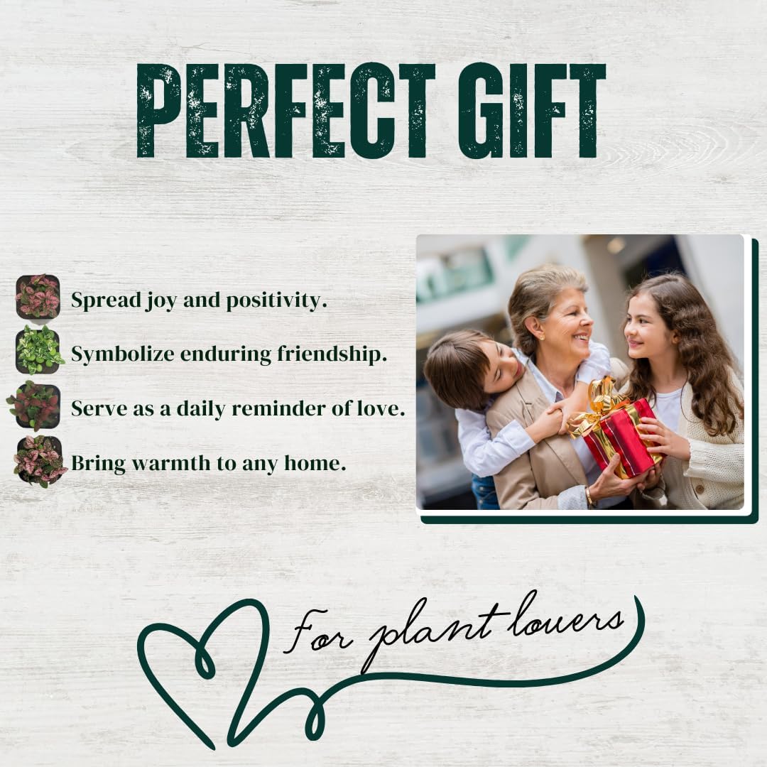 Polka Dot Plant Collection (4-Pack) - House Plants Indoors Live, Air Purifying Live Indoor House Plants, (Red, White, Rose, and Pink) Indoor Plants Live houseplants.