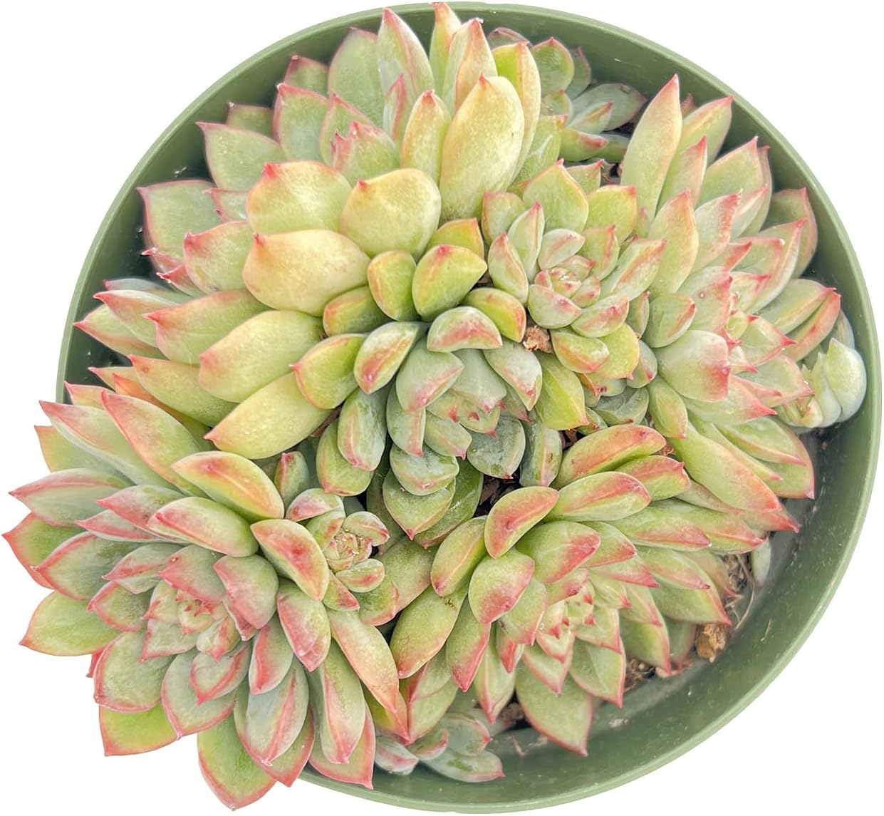 Live Succulent Plants Echeveria 'Mebina', Easy Care Potted Succulents, Approx 4" D x 4" H, Indoor Houseplant, Unique Gifts, Home Office Décor