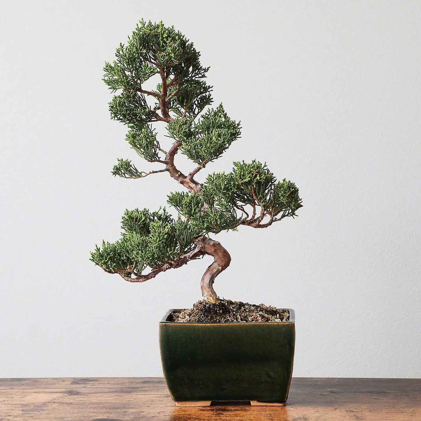 Wazakura Tokoname Series Small Handmade Rectangular Olive Green Glazed Bonsai Pot with Drainage Holes 5.3 in (135 mm) Made in Japan, Ceramic Garden Container, Decorative Flower Planter