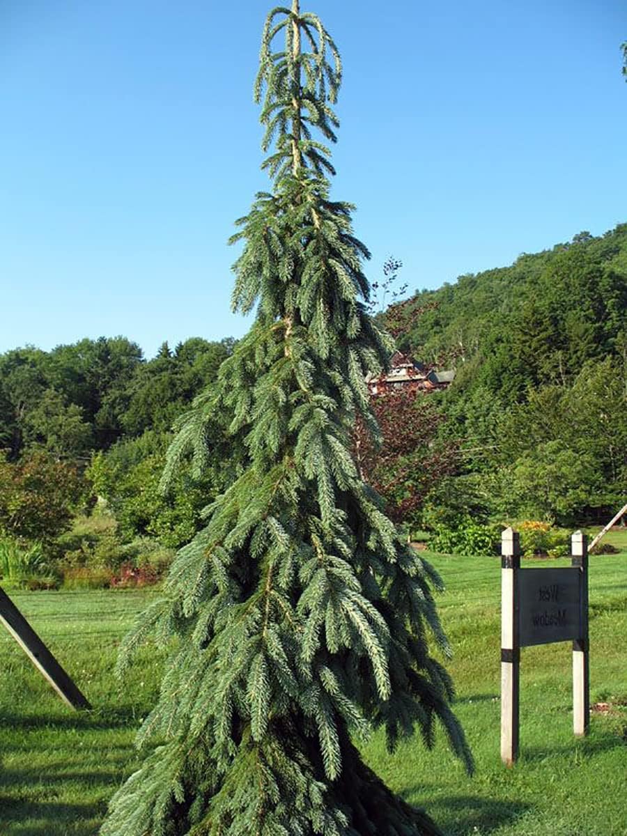 Weeping White Spruce Tree - Picea glauca Pendula - 5.5" Pot