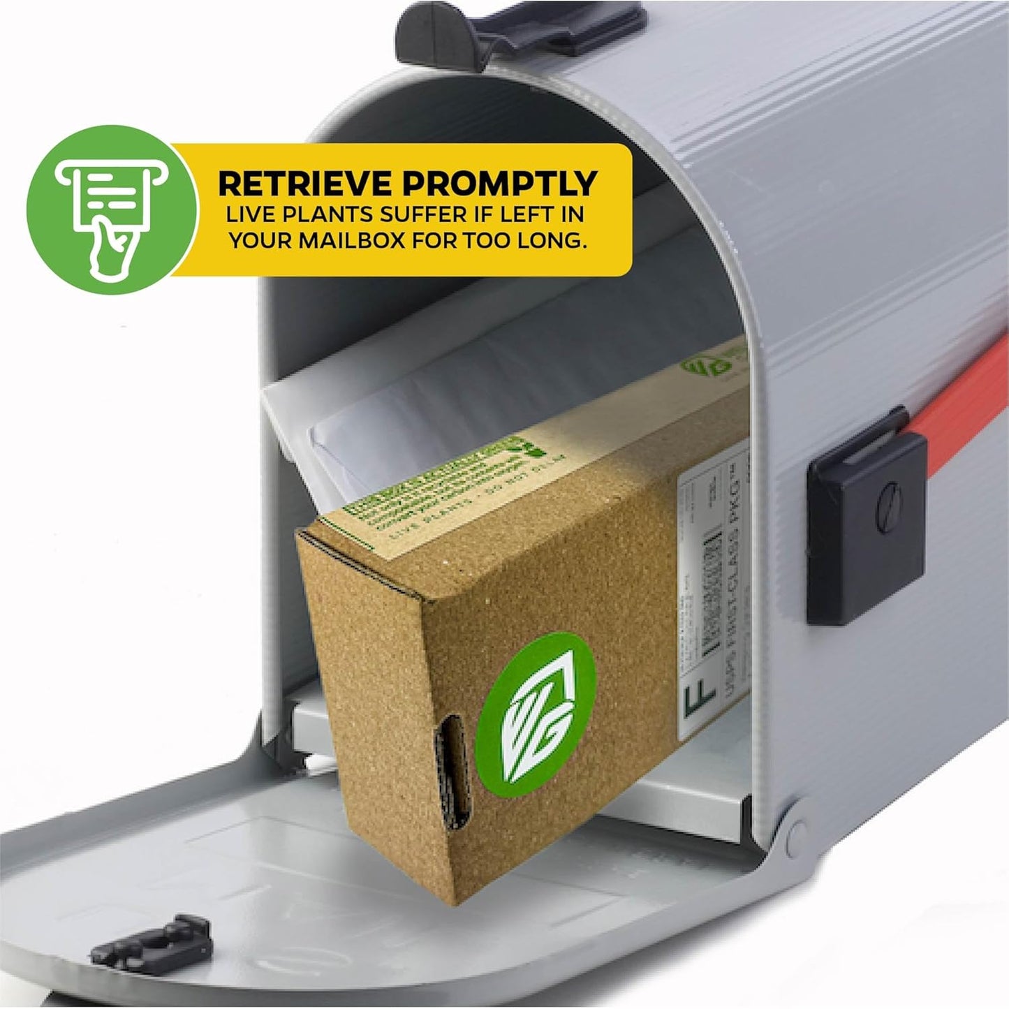 Black Mission Fig Tree Live Plant - Ficus carica - Wellspring Gardens Starter Plant