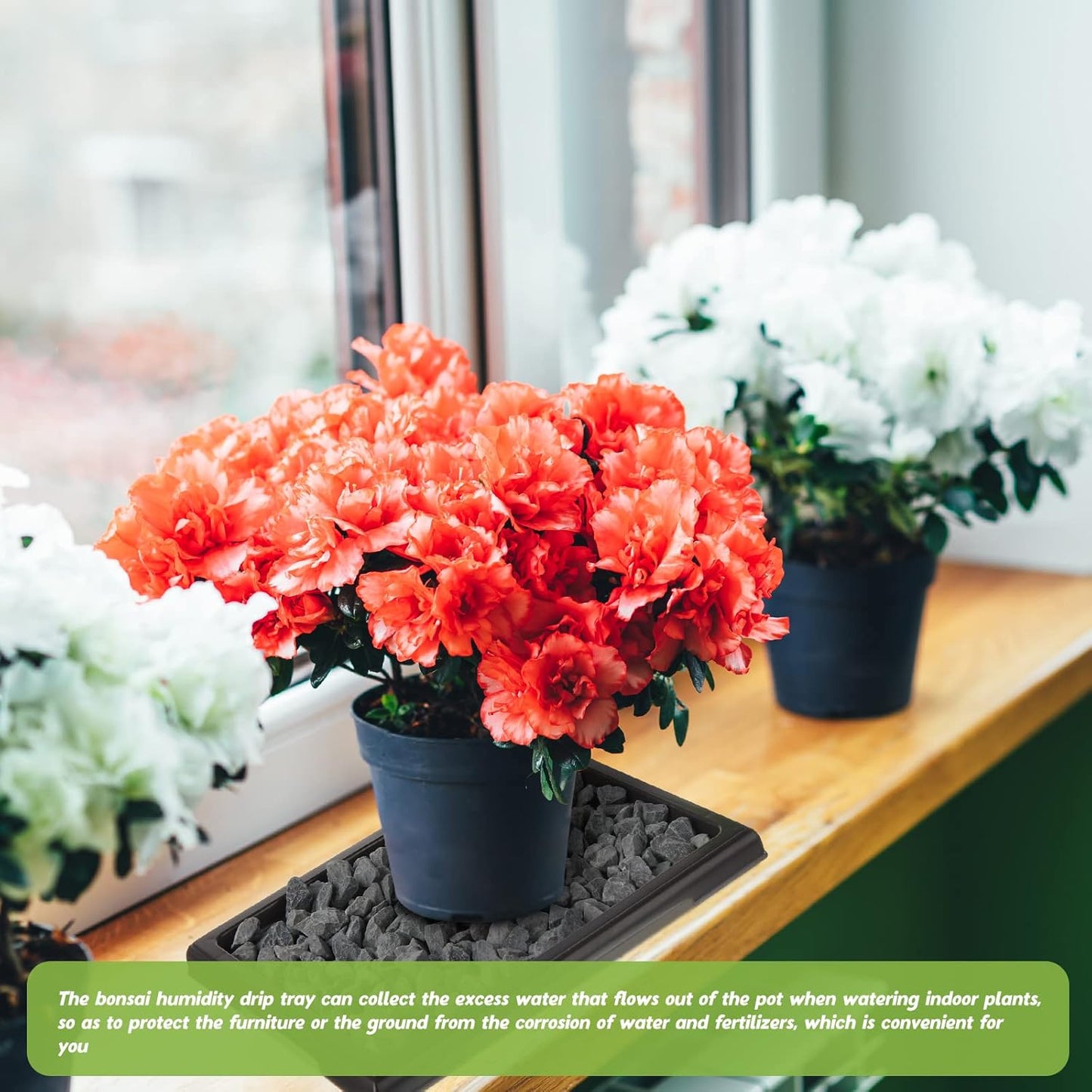 Pinkunn 6 Pcs Bonsai Humidity Tray Drip Tray Plastic Plant Water Catcher Plant Saucers for Indoors and Outdoors Cactus,Succulents,Bonsai Tree,Stone Not Included (11 x 8 Inch)