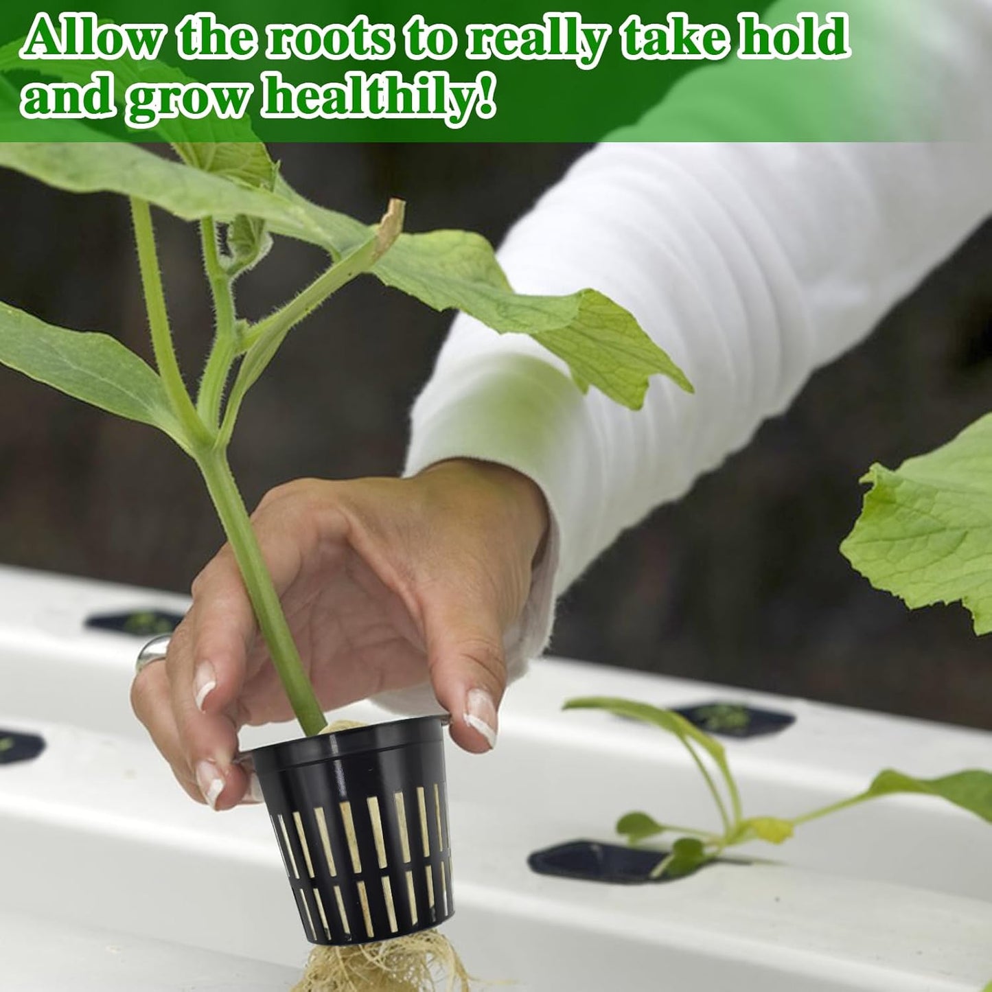 Halatool 36PCS 1.2-Inch Rockwool Cubes with 30PCS 2-Inch Net Cups for Hydroponics Great Hydroponic Kit for Cuttings Clone Plant Propagation Seed Starting & Soilless Cultivation