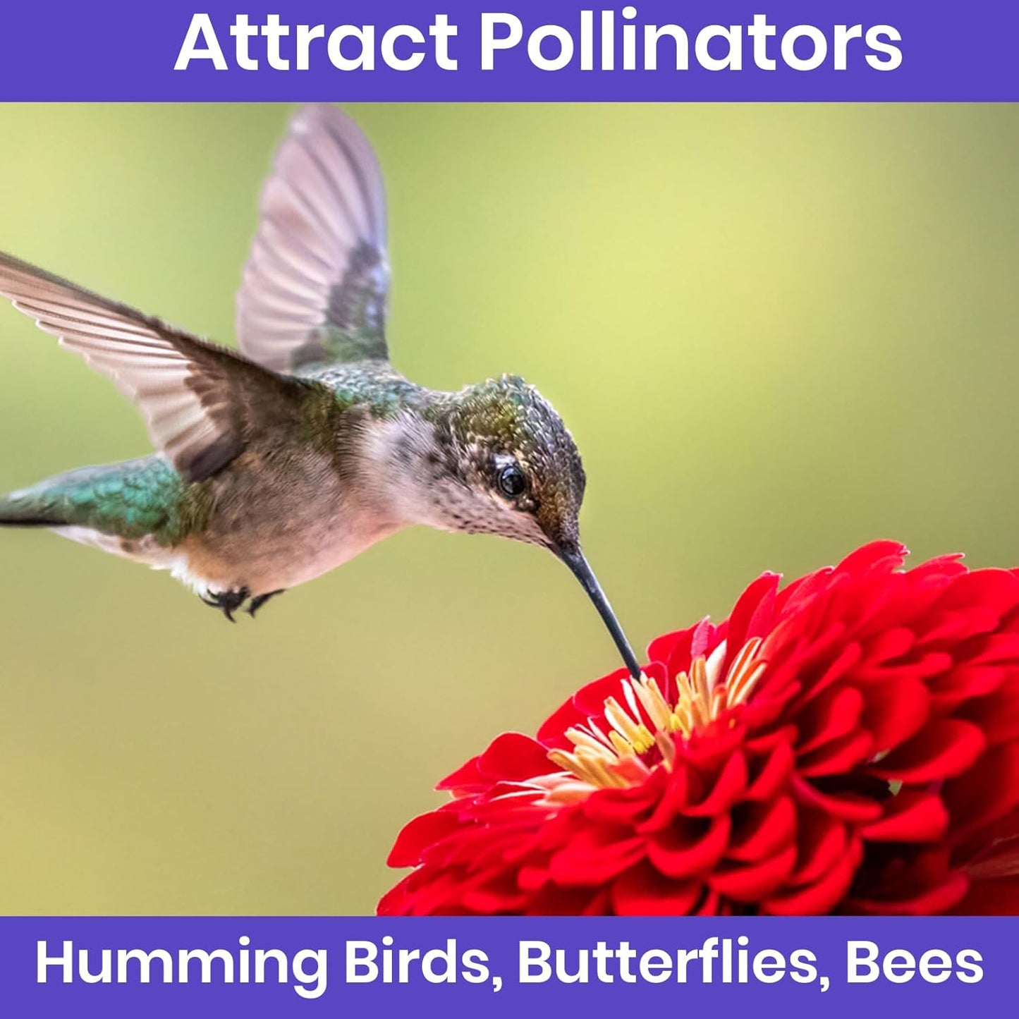 NatureZ Edge Zinnia Seeds for 2025 Planting Outdoors, Over 650 Flower Seeds, 5g, Non GMO Made in USA, Bulk Semillas De Flores para Sembrar, Variety Mix, Easy to Grow Zinnia Seed Mix