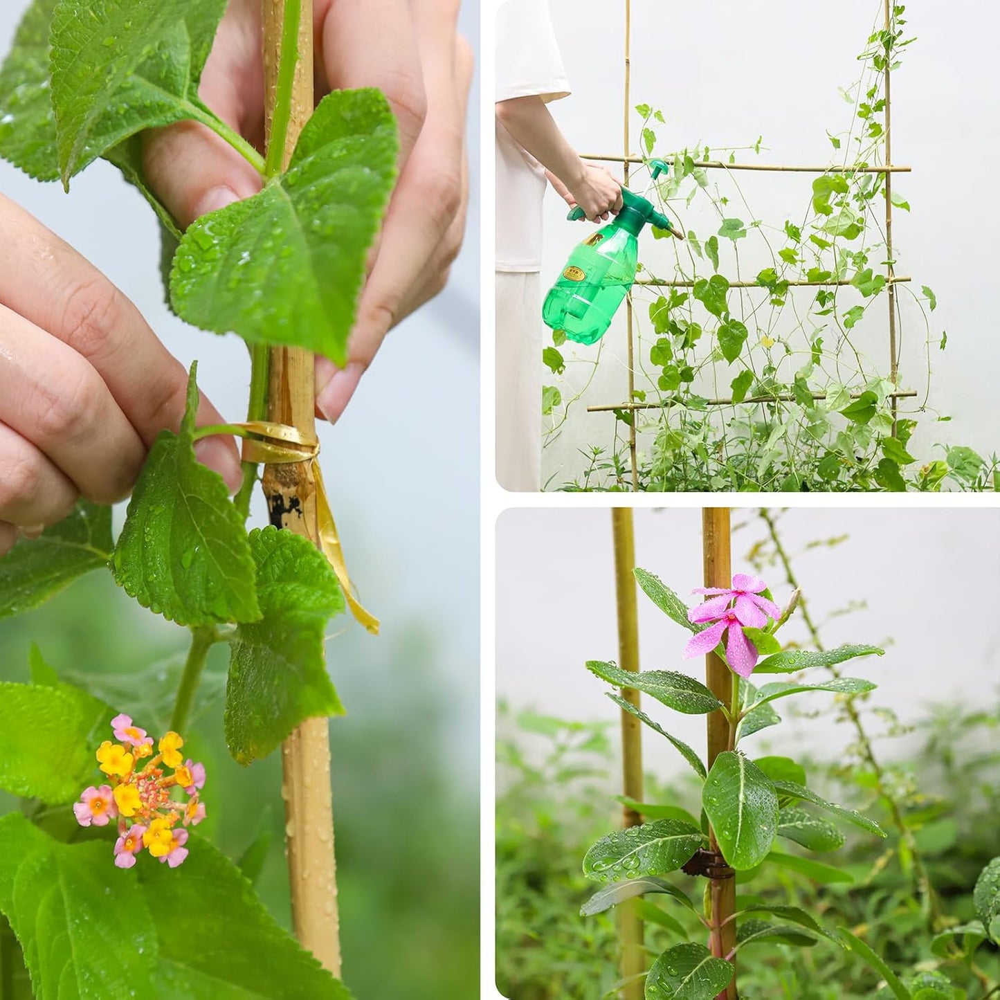 Natural Bamboo Poles, 2 Feet Bamboo Sticks for Plants, Wood Garden Stakes for Tomato, Bean, Flowers, Trees Potted and Climbing Plants, 25 Pack