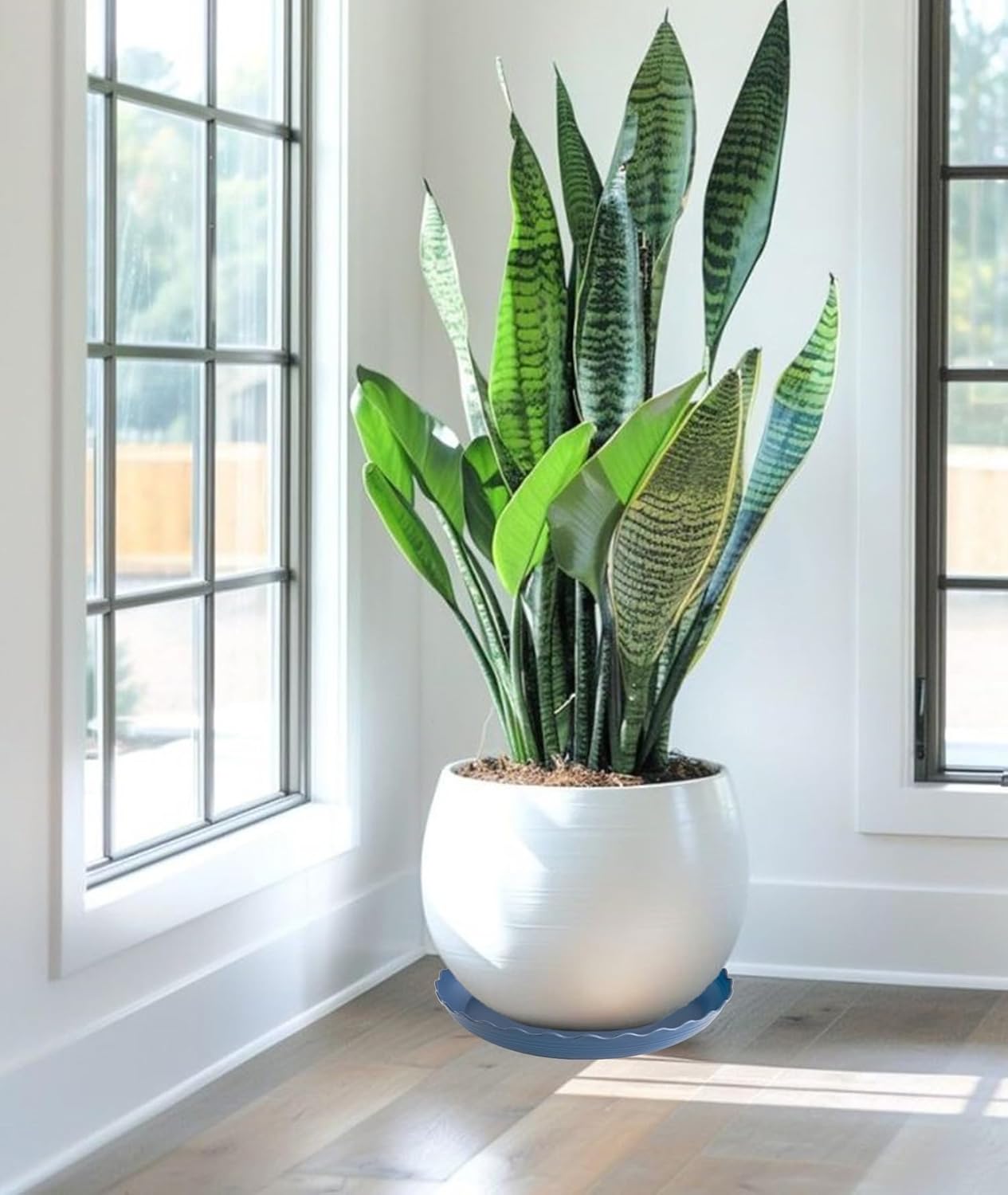 6 Pack Plant Saucer 10 inch, Heavy Duty Plastic Plant Saucers, Durable Plant Tray for Pots, Flower Saucers for Indoors, Plant Pot Saucers, Trays for Planter (Blue)