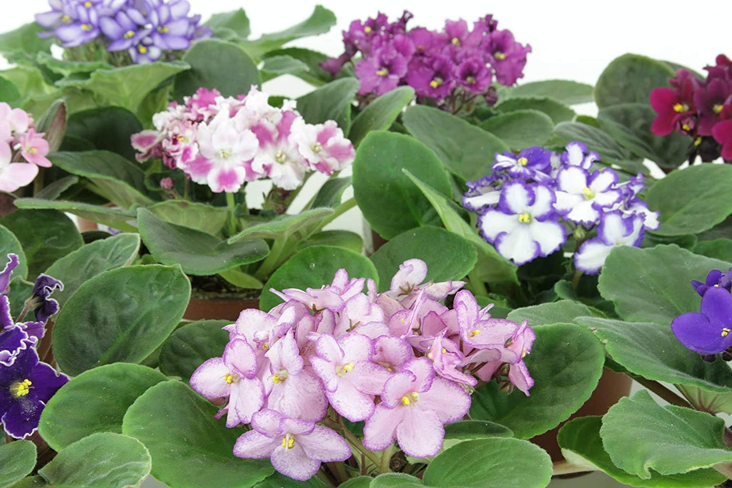 Six African Violet Plants- World's Best Blooming House Plant by Jmbamboo