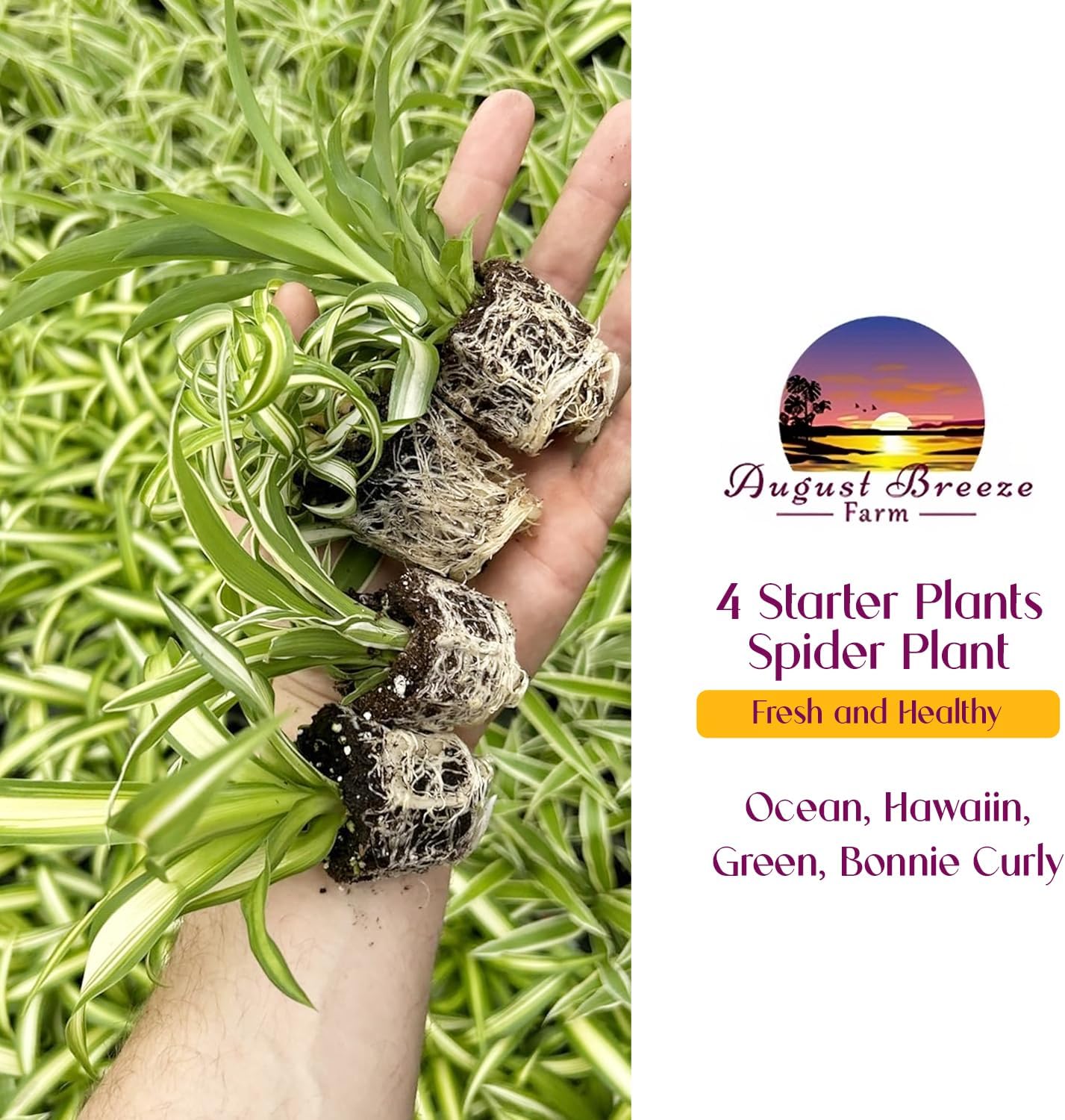 Spider Plant Variety Pack - 4 Spider Plants Live House Plants - Ocean, Hawaiian, Green, Bonnie Curly - Perfect for Home Garden & Office Decor - Ideal for Indoor Air Quality & Easy to Care