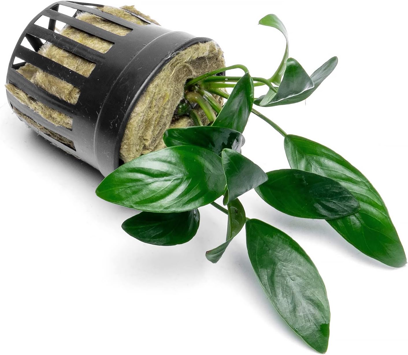 Anubias Live Aquarium Plants - Potted Freshwater Plant for Fish Tanks, Terrariums - Beginner Friendly Low Light (Congensis Mini, 5 Pots)