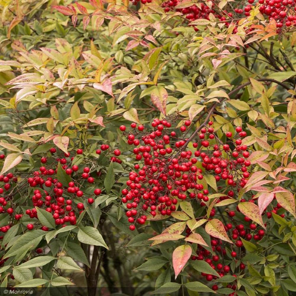Nandina Gulf Stream - Nandina domestica. Compact Heavenly Bamboo | Year-Round Color | Low Maintenance Shrub | Drought Tolerant | Live Plant (2 Nandina Gulf Stream Bags)