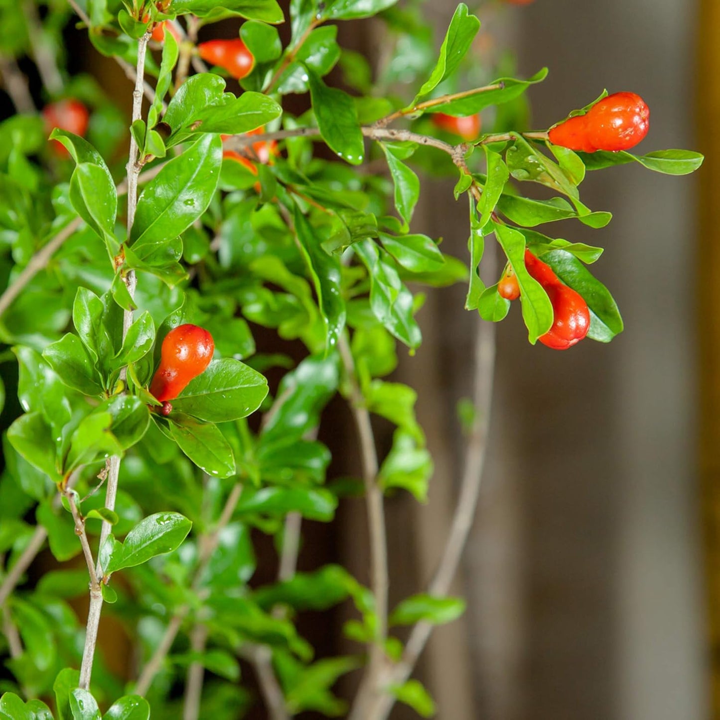 Wonderful Pomegranate 2 Gallon