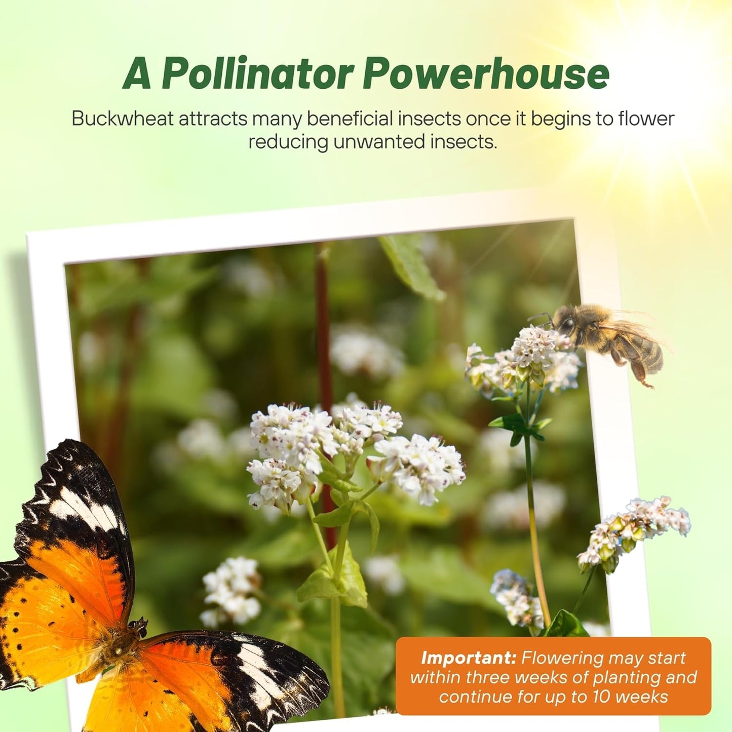 Outsidepride Buckwheat Seeds - 1lb Annual, Fast-Growing, Easy to Grow Buckwheat Cover Crop Seeds for Green Manure, Bee Pasture & Pollinators, Wildlife Habitat, Soil Improvement, and Erosion Control