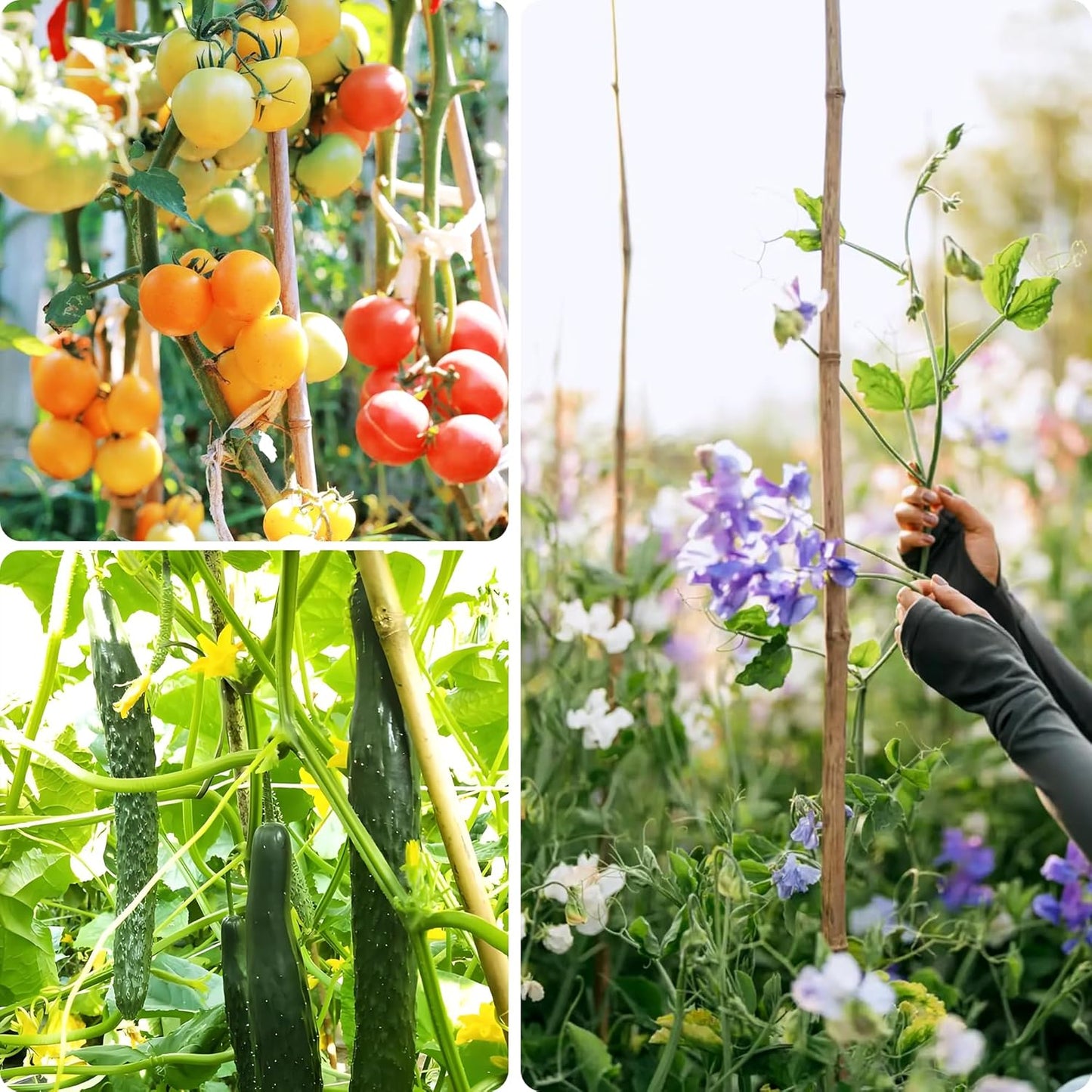 Bamboo Stakes for Plants, 50 Pack Bamboo Stakes 5 Feet(58in, Approx 5FT), Natural Garden Stakes for Tomatoes and Climbing Plant Support, Sturdy Bamboo Plant Stakes