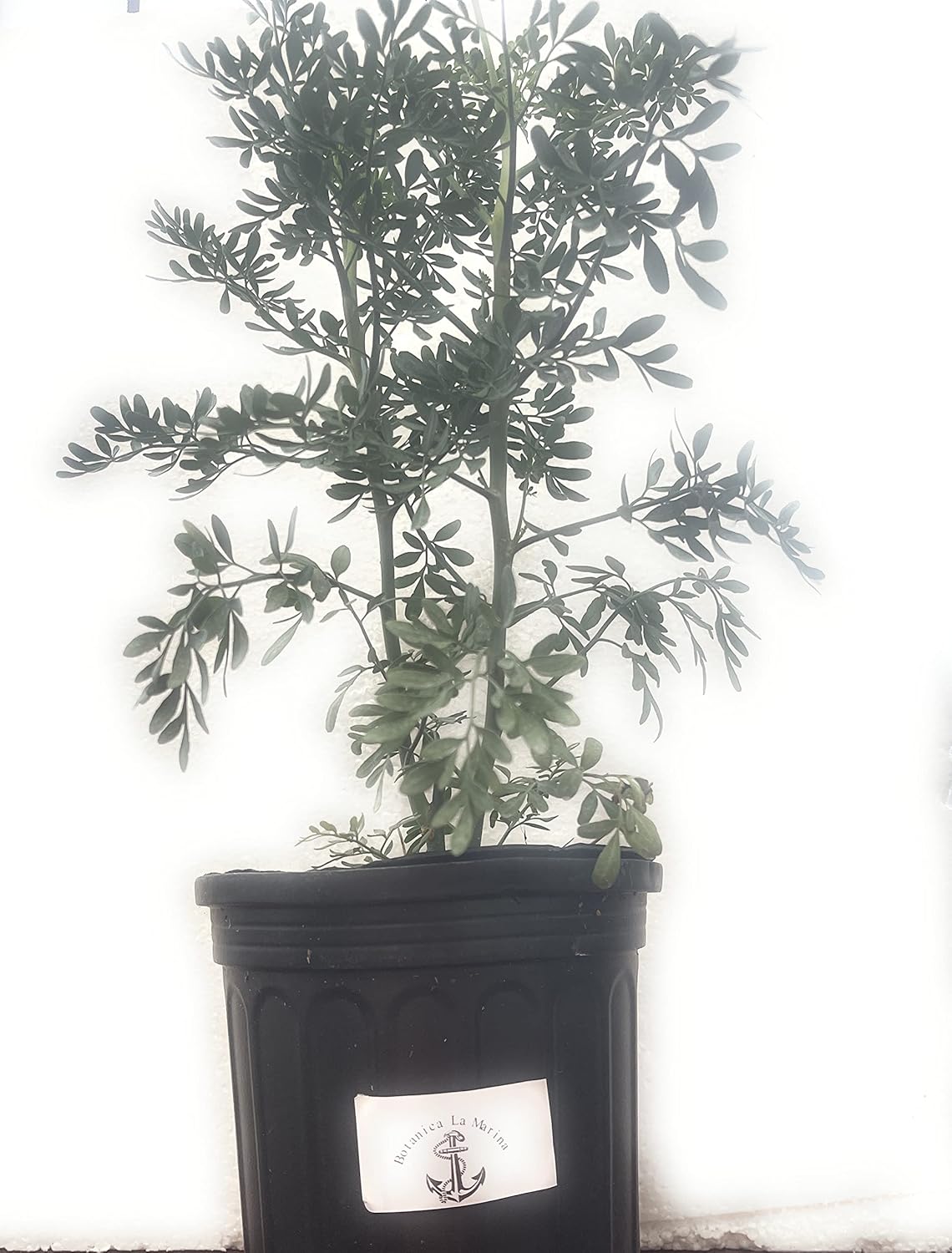 Ruda/Rue Full Plant with Root green small