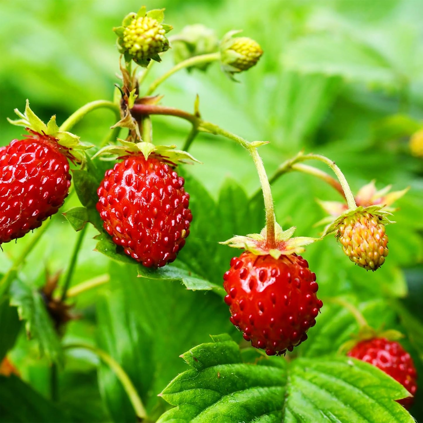 Back to the Roots Organic Wild Strawberry Grow Kit
