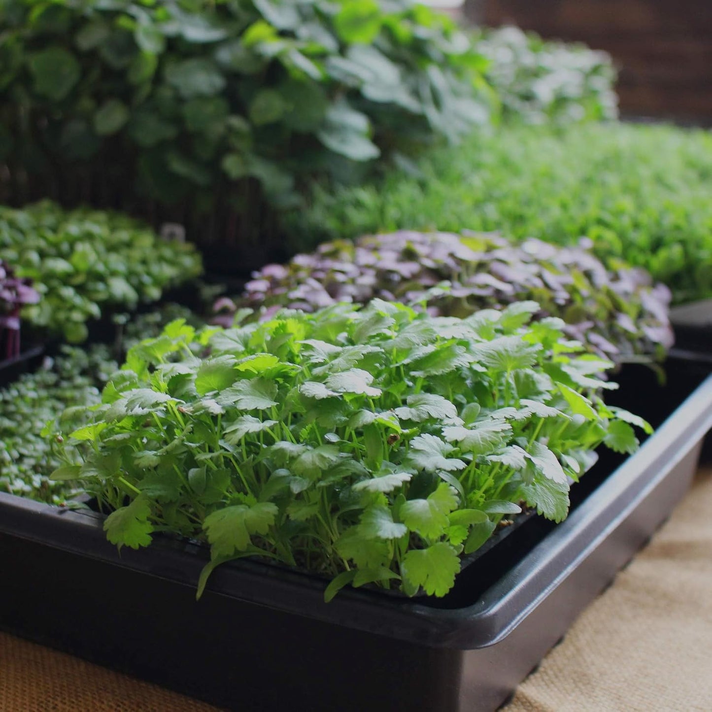 Minute Soil Organic Coco Peat 12 Pack β Lightweight Growing Bricks Expand to 18 Gal β Potting Mix for Microgreens, Herbs, Vegetables, Flowers, Indoor Containers, Seed Trays