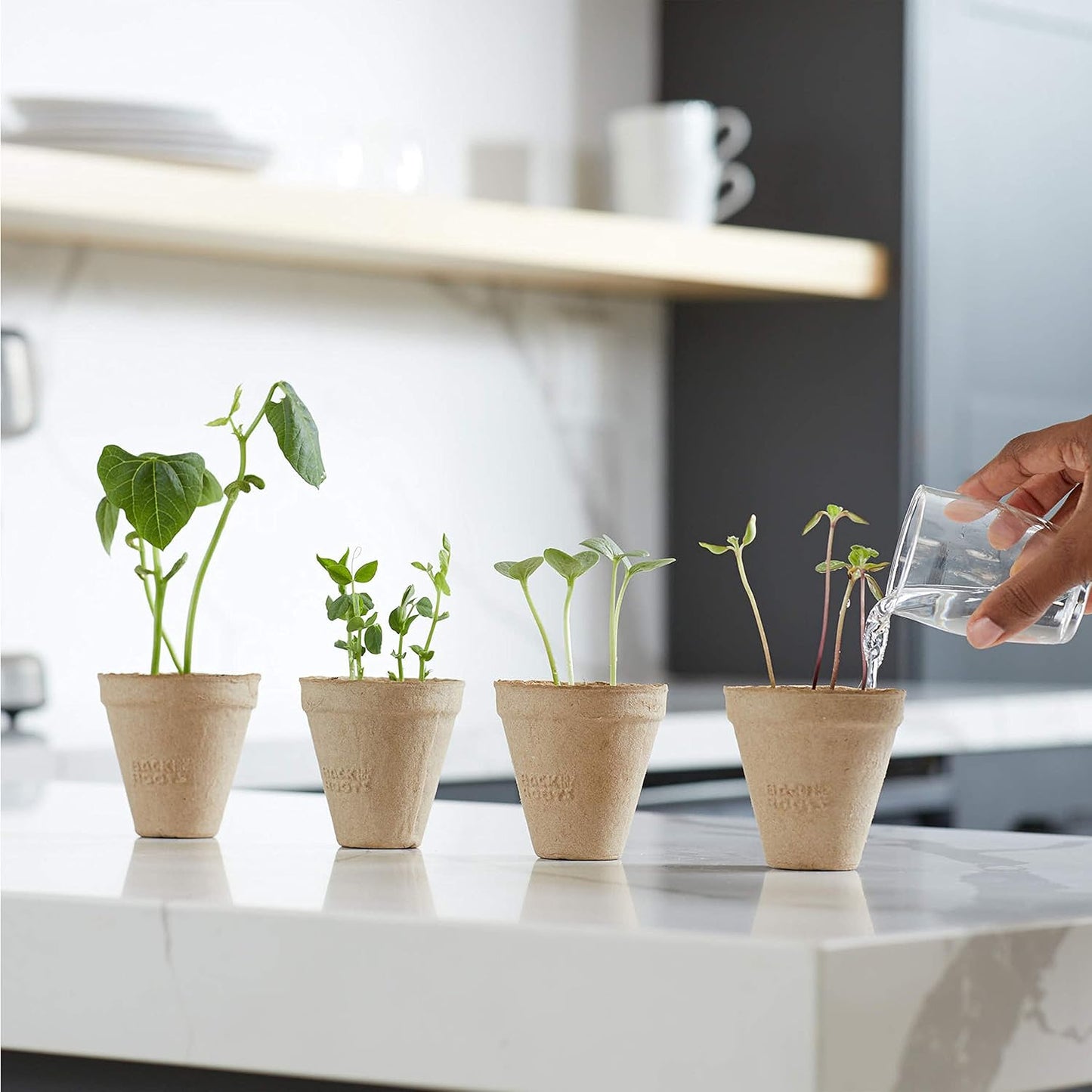 Back to the Roots Kids Science Grow Kit - 2 pk Bean and Watermelon