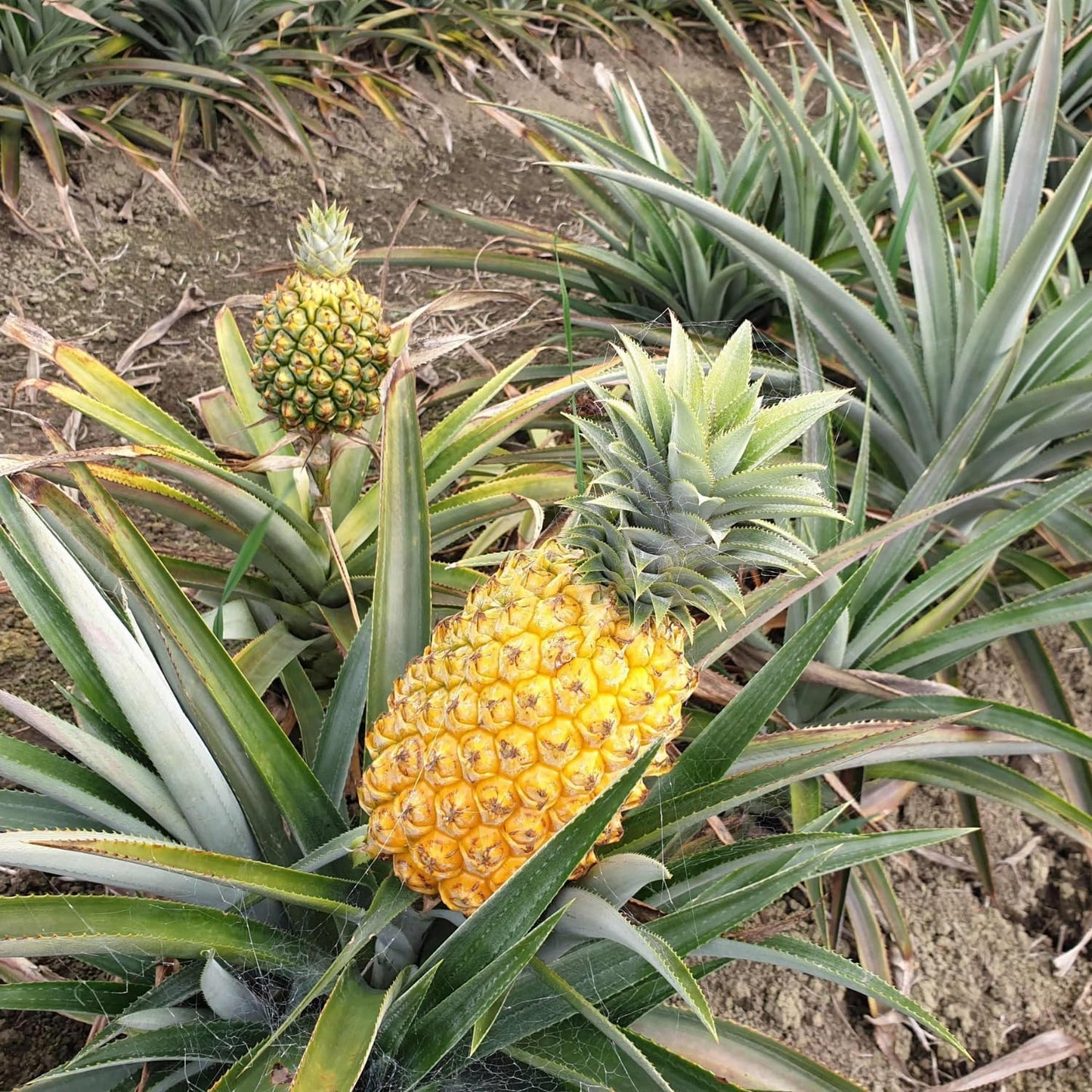 3 Elite Gold Pineapple Plants Live, 5-9 Inch Tall, Tropical Pineapple Fruit Tree Seedlings for Planting