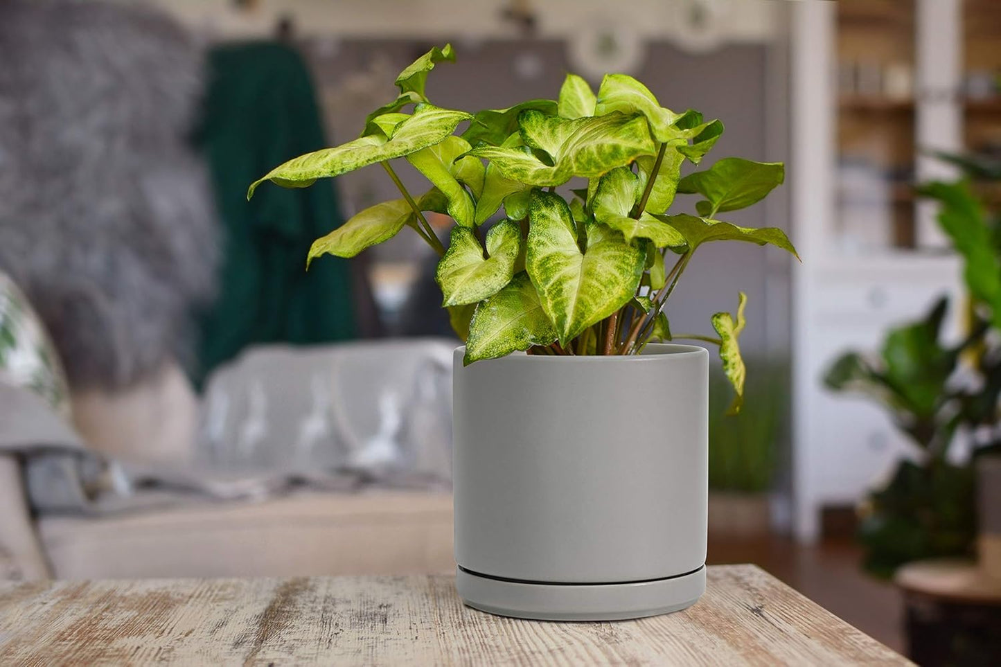 D'vine Dev 6 Inch & 8 Inch Ceramic Planter Pots for Plants with Drainage Hole and Saucer, Medium Plant Pots Set, Grey, 94-G-M-3