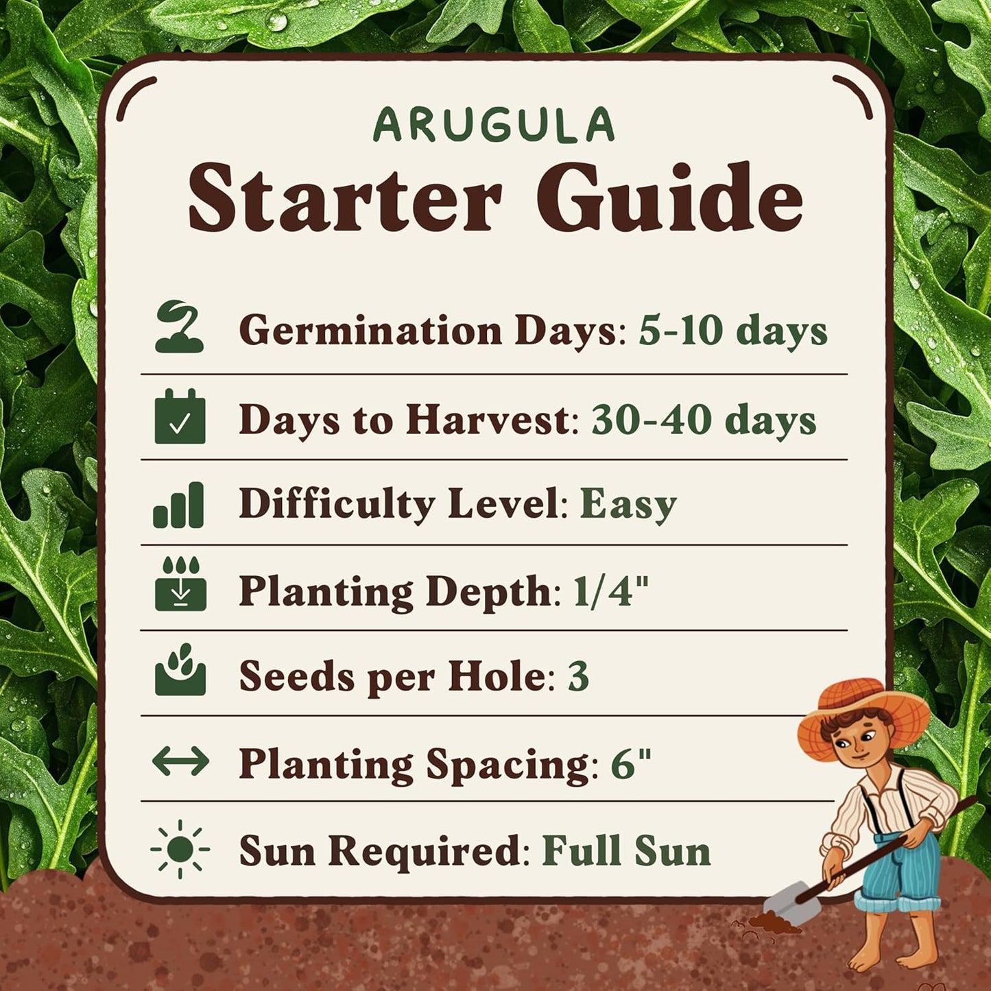 Seedboy Organic Arugula 'Slow Bolt' Seeds for Planting Indoor and Outdoor, Non-GMO and USDA Certified Herb Seed Packet for Hydroponic Garden Indoor or Planting Outdoors (Slow Bolt Arugula)