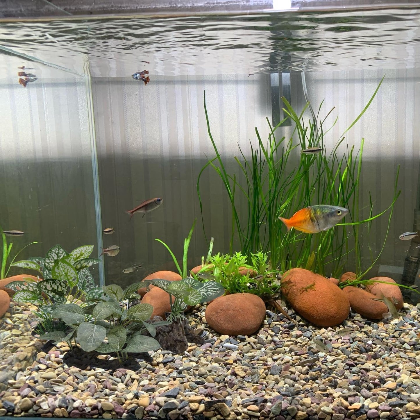 M2cbridge Artificial Fish Tank Plants Silk Aquarium Plant Aquatic Water Grass Foreground Decor (3PCS Green Grasses)