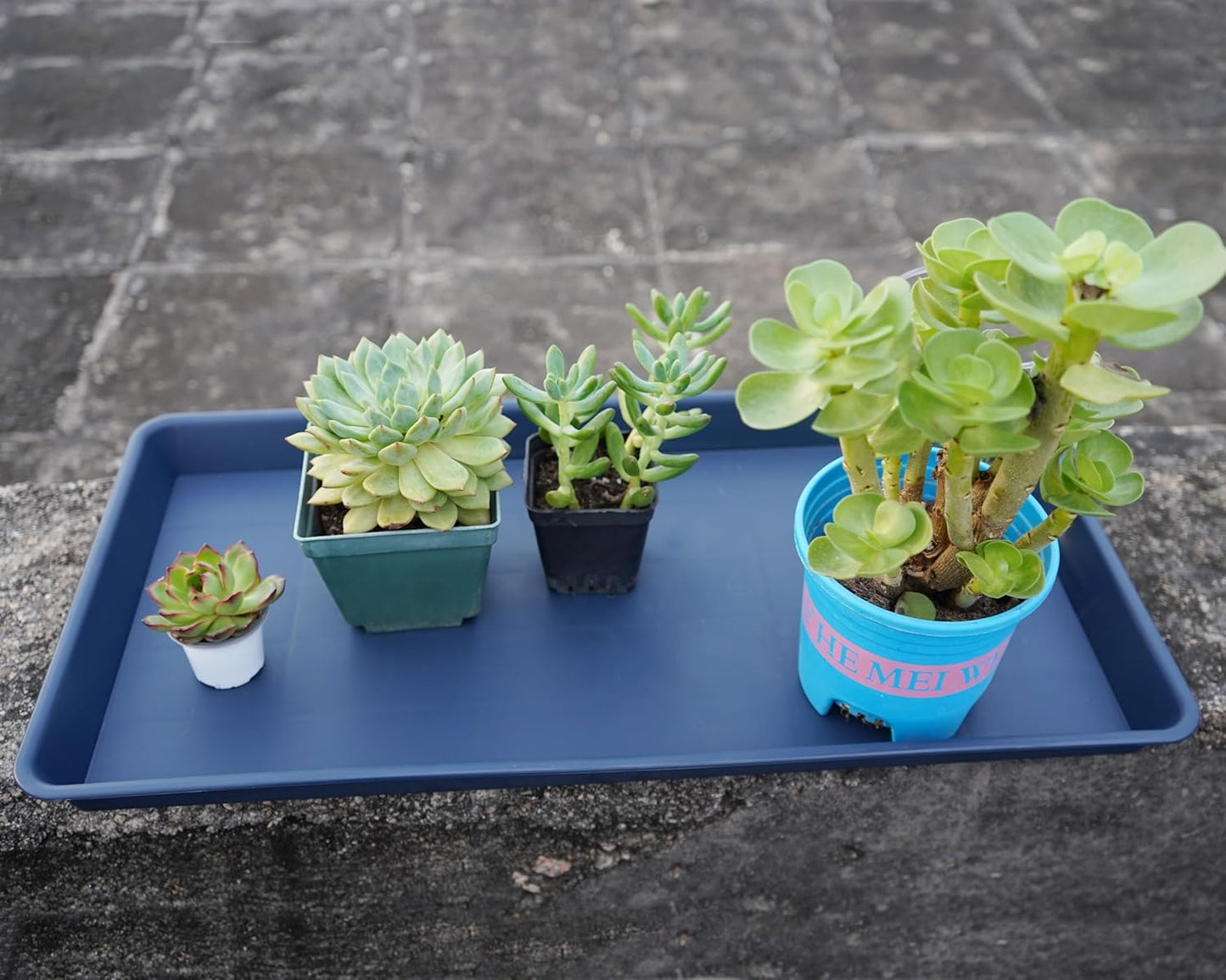 4 Pack Plant Saucer Tray Rectangular, Plant Growing Nursery Trays, Heavy Sturdy Seed Starting Trays, Plant Starter Trays for Indoors No Holes, Seed Starter Growing Tray (17.5"x10.6", Blue)