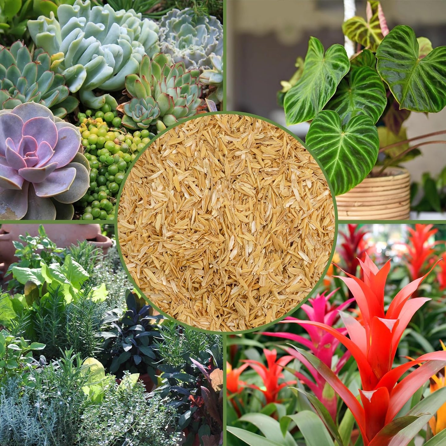 Organic Horticultural Grade Rice Hulls (8 Quarts); All-Natural Soil Amendment for Houseplants, Gardening, Seed Starting & Chicken Bedding