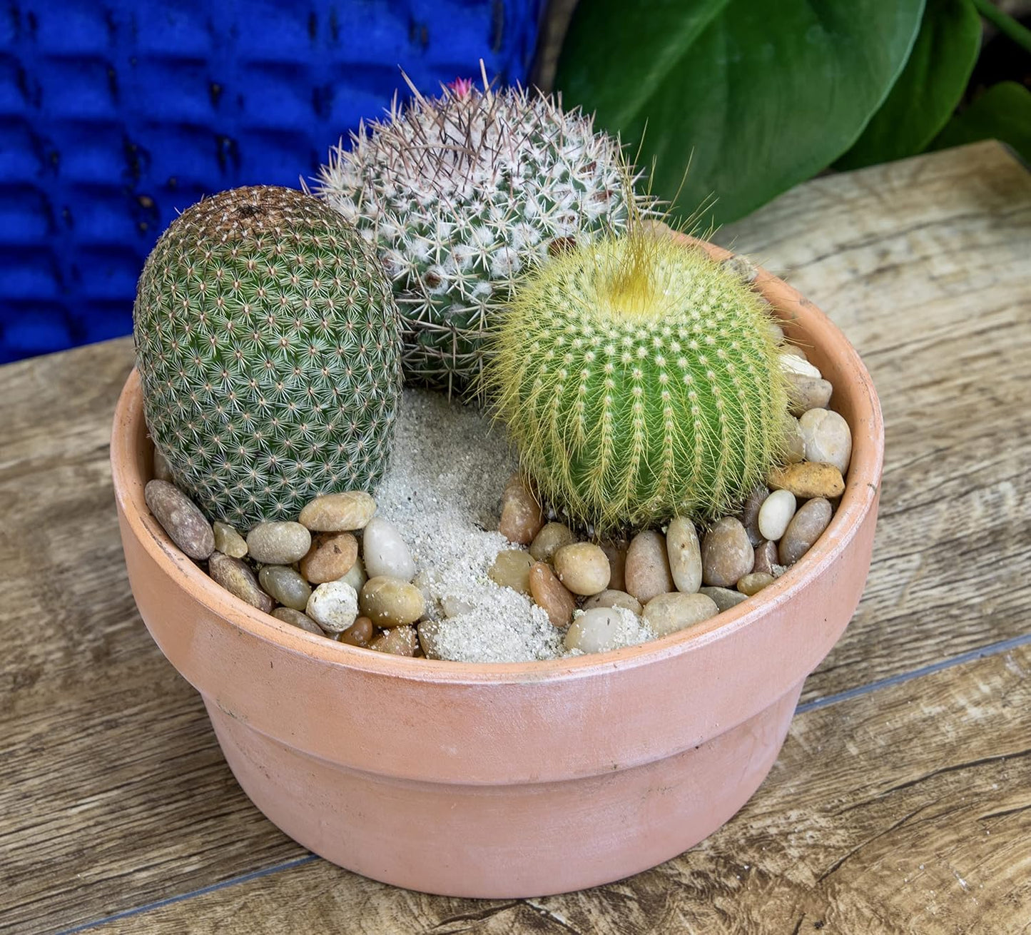 Altman Plants, Assorted Cactus Plants Live Cactus Decor (8PK), Cactus Plant Live Succulents Plants Live in Cactus Soil Potting Mix, Live Cacti Plants Live Succulent Plants Live Plants in Cactus Pot