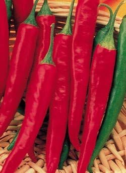 Clovers Garden Cayenne Long Slim Pepper Plants- Two (2) Live Plants – Non-GMO - Not Seeds – Each 4"-8" Tall in 4 Inch Pots - Medium Heat, Dries Well